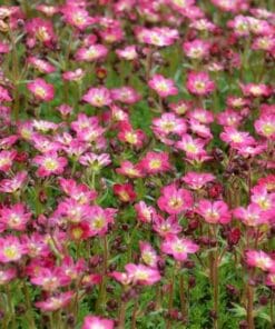 saxifraga arendsii steenbreek mos