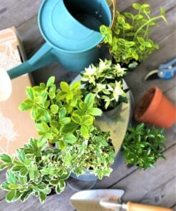 kadrinaalsmuts kopen euonymus japonicus