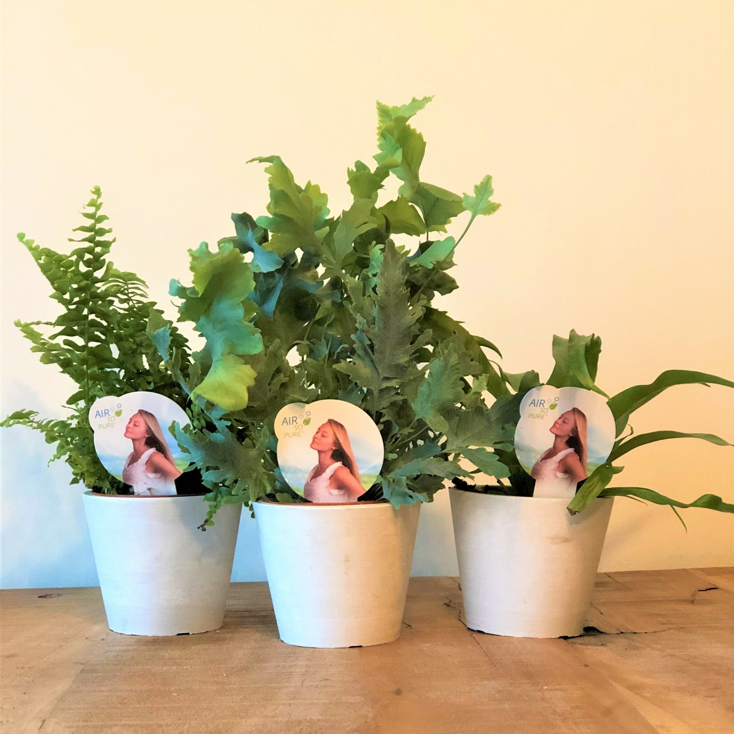 Thuiswerkbox - luchtzuiverende varenmix - 3 stuks met pot ↑ 25 cm ⌀ 9