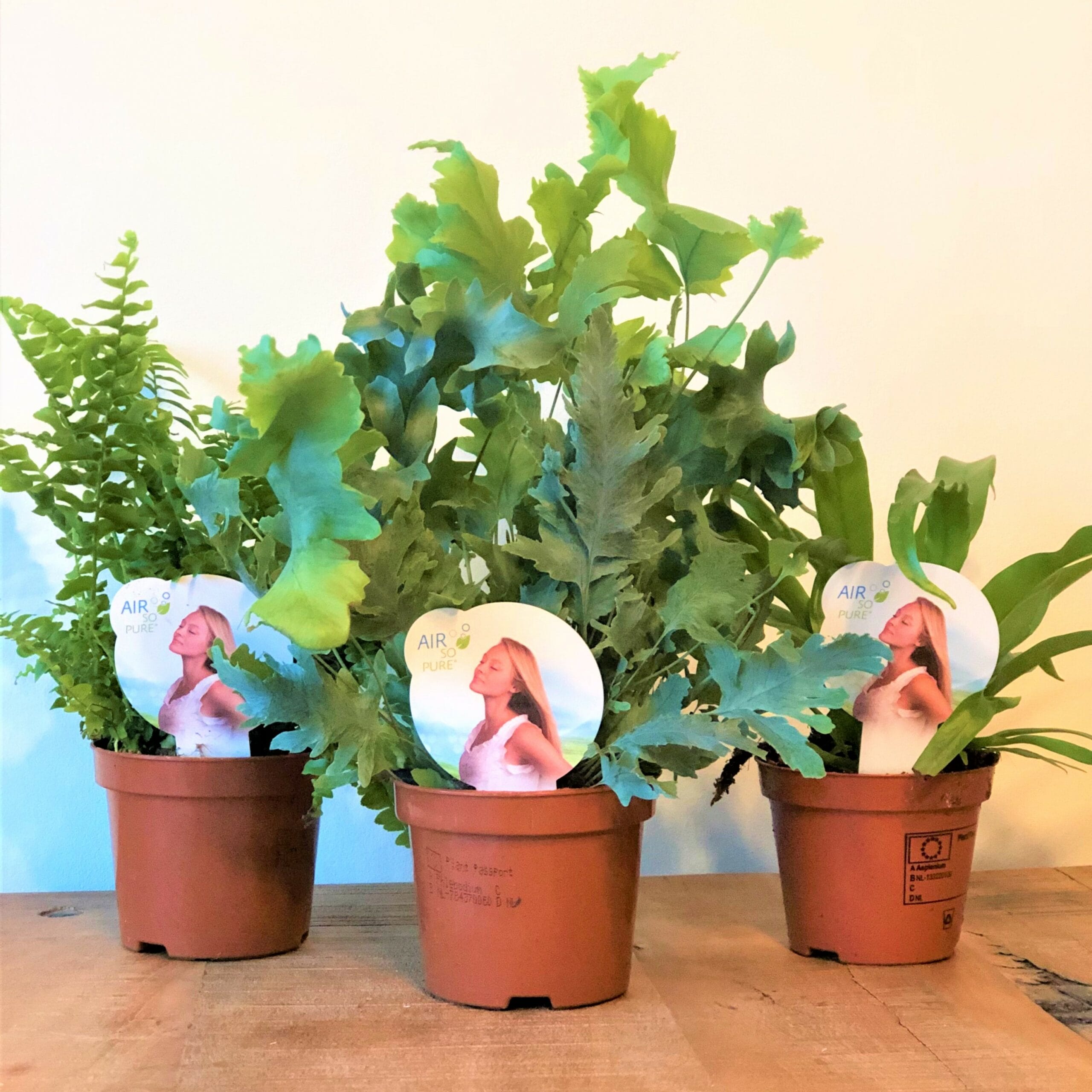 Thuiswerkbox - luchtzuiverende varenmix - 3 stuks ↑ 25 cm ⌀ 9