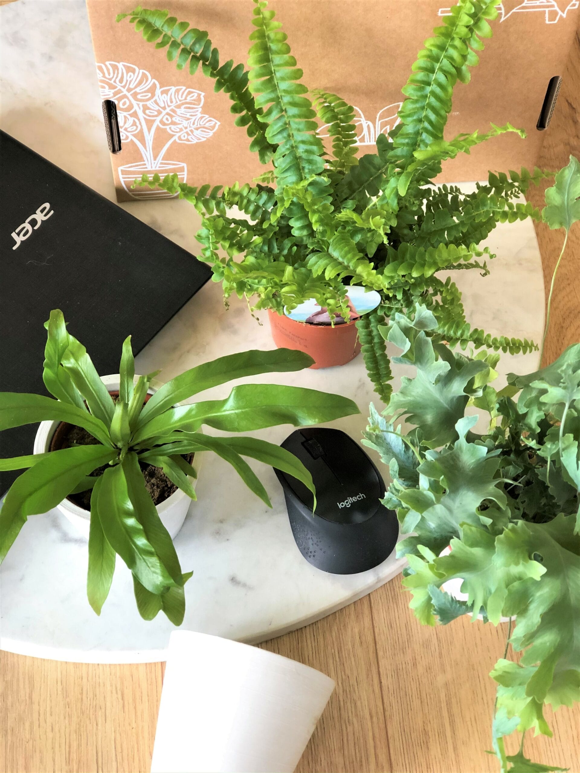 Thuiswerkbox - luchtzuiverende varenmix - 3 stuks ↑ 25 cm ⌀ 9 - Afbeelding 3