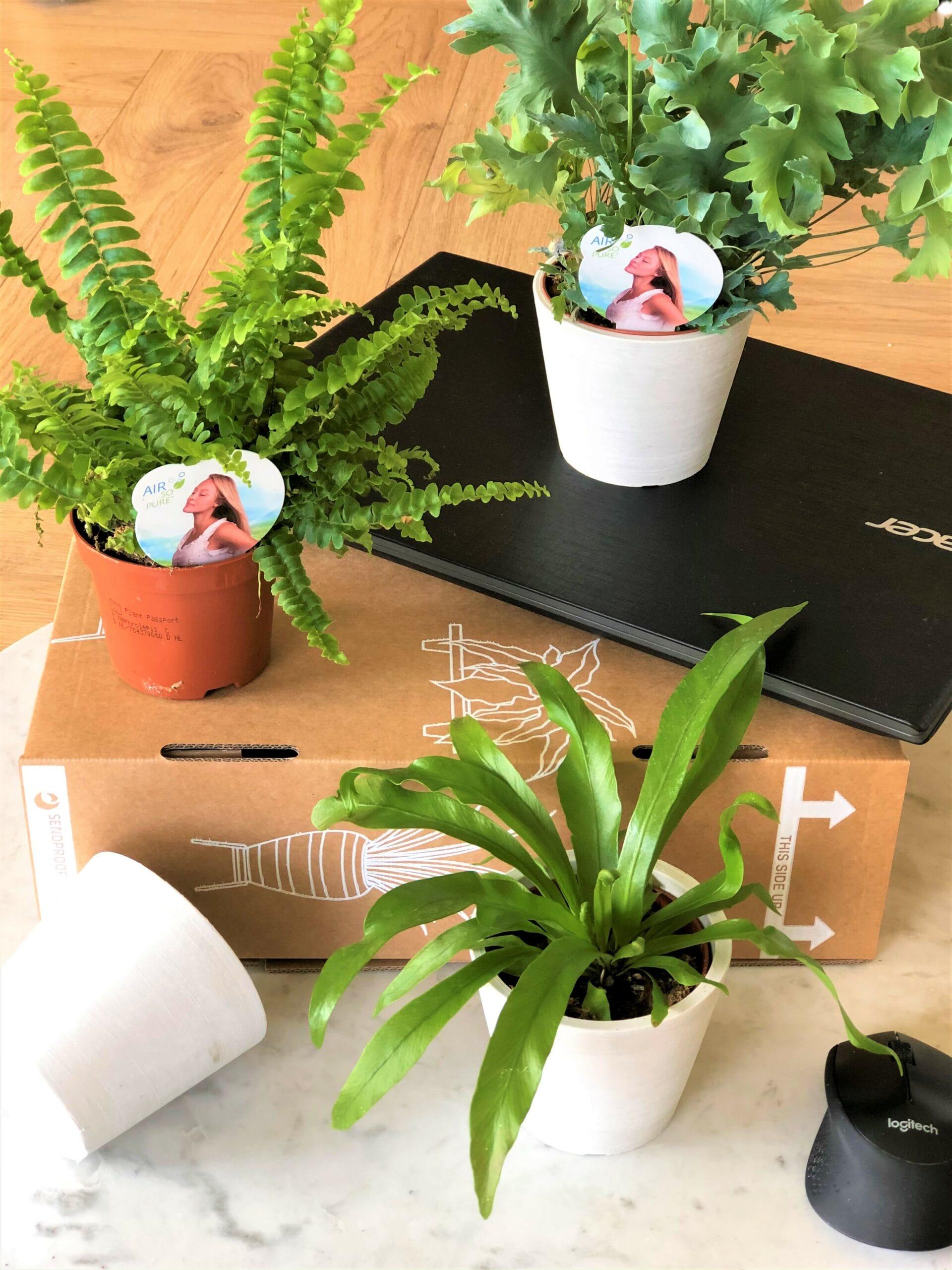 Thuiswerkbox - luchtzuiverende varenmix - 3 stuks ↑ 25 cm ⌀ 9 - Afbeelding 2