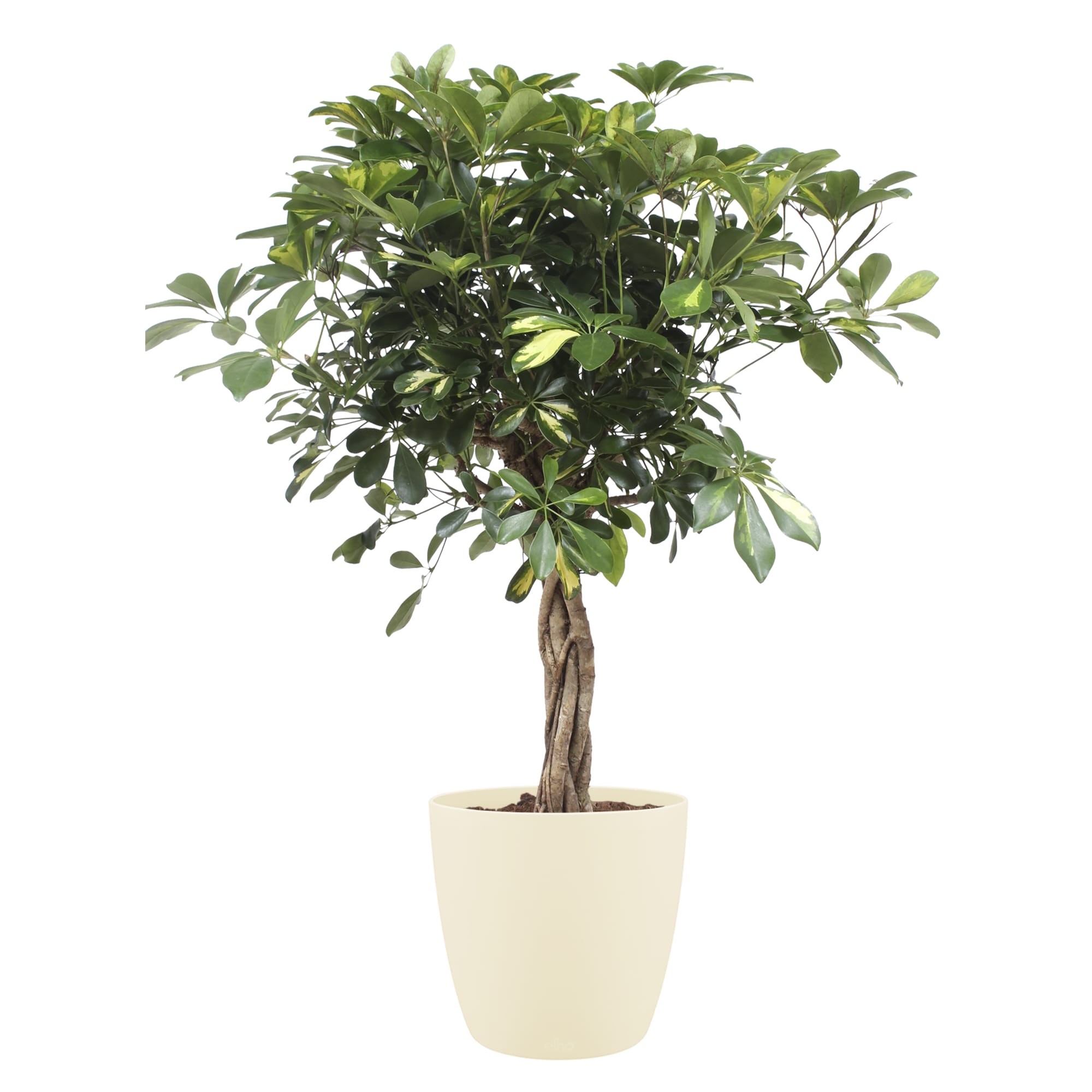 Schefflera Arboricola gold capella Elho Soap ↑ 110 cm ⌀ 27 cm