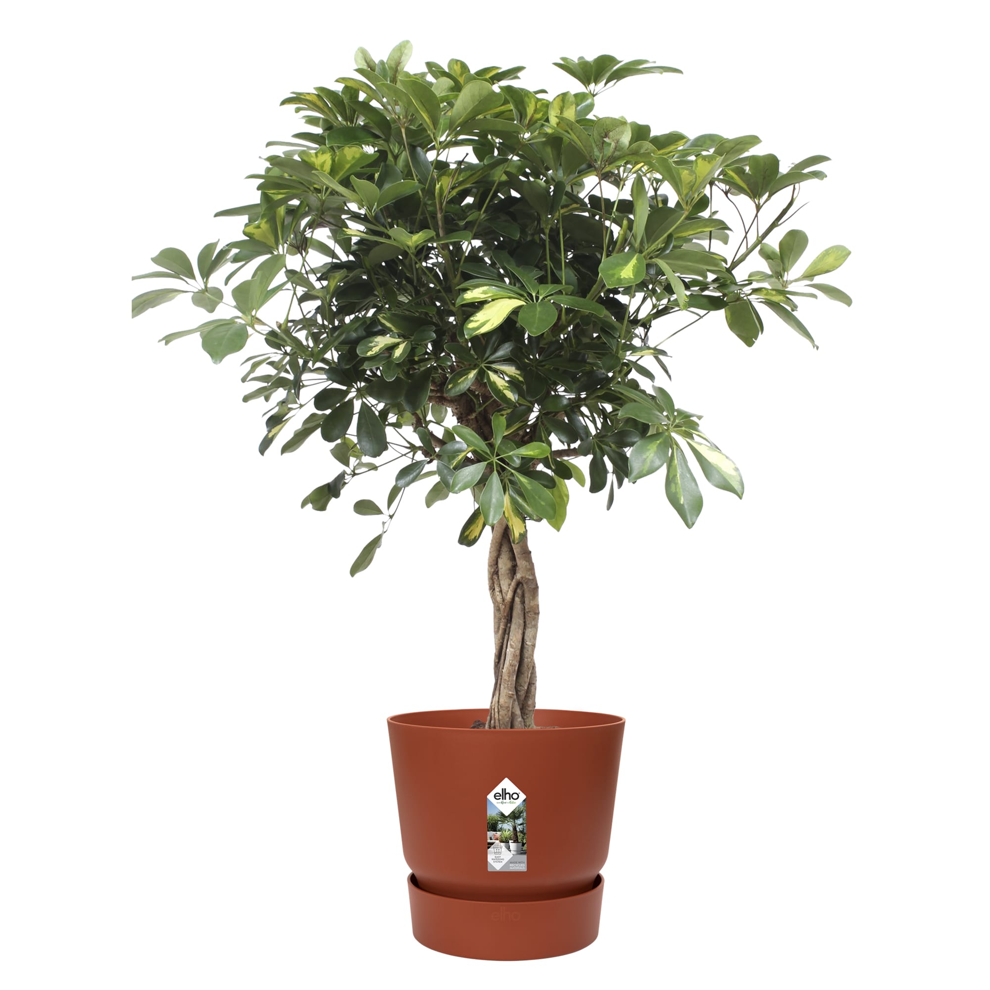 Schefflera Arboricola Gold Capella in Elho Greenville pot ↑ 110 cm ⌀ 27 cm