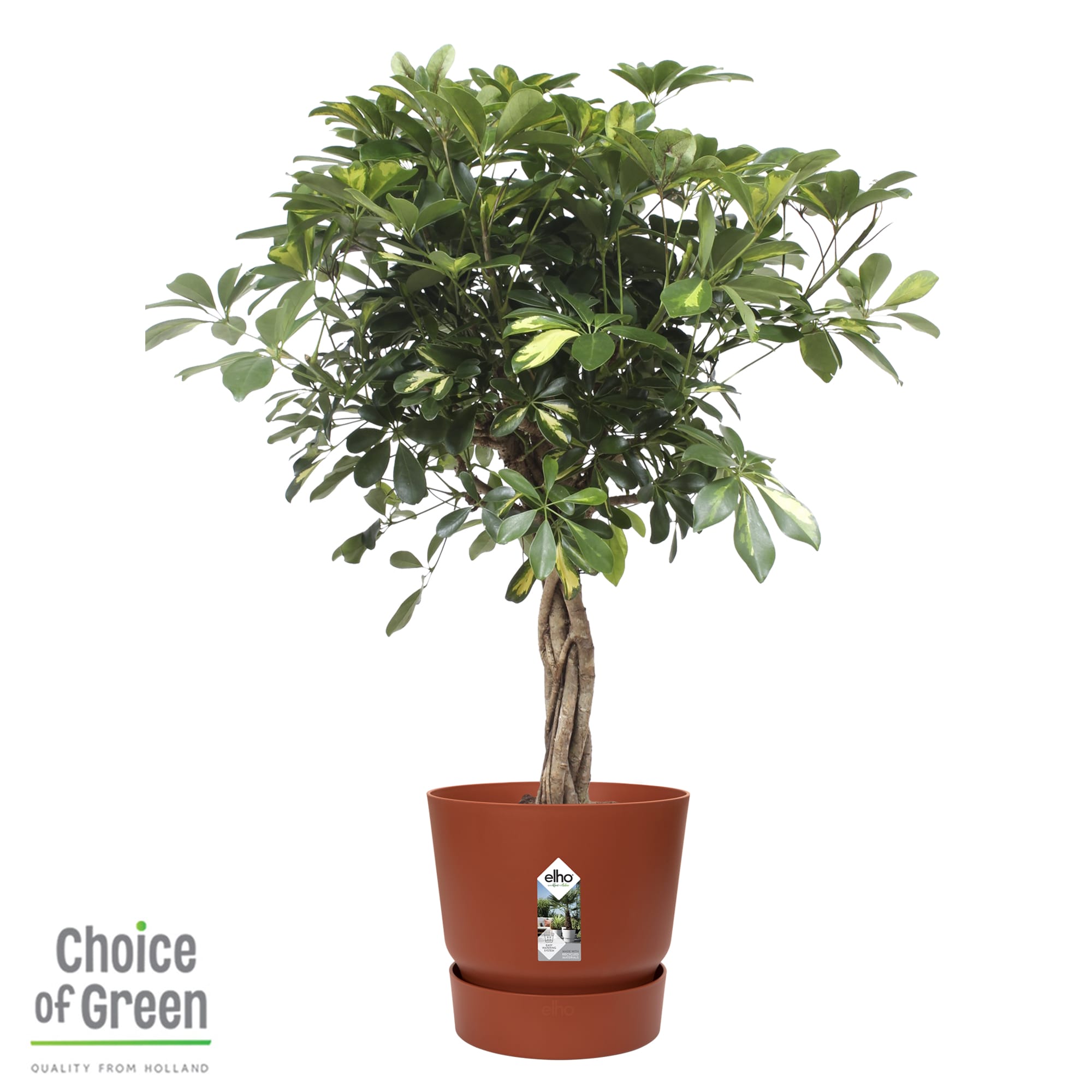 Schefflera Arboricola Gold Capella in Elho Greenville pot ↑ 110 cm ⌀ 27 cm - Afbeelding 3