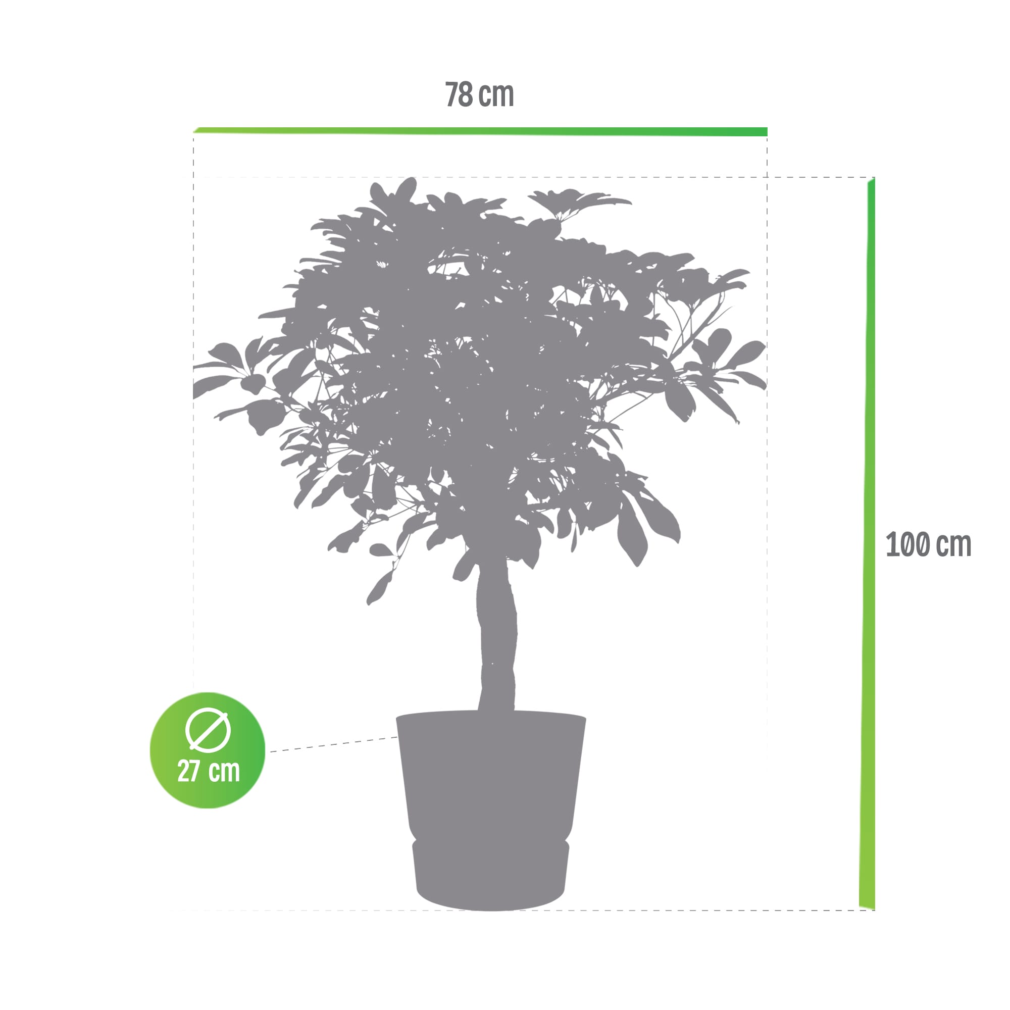Schefflera Arboricola Gold Capella in Elho Greenville pot ↑ 110 cm ⌀ 27 cm - Afbeelding 8