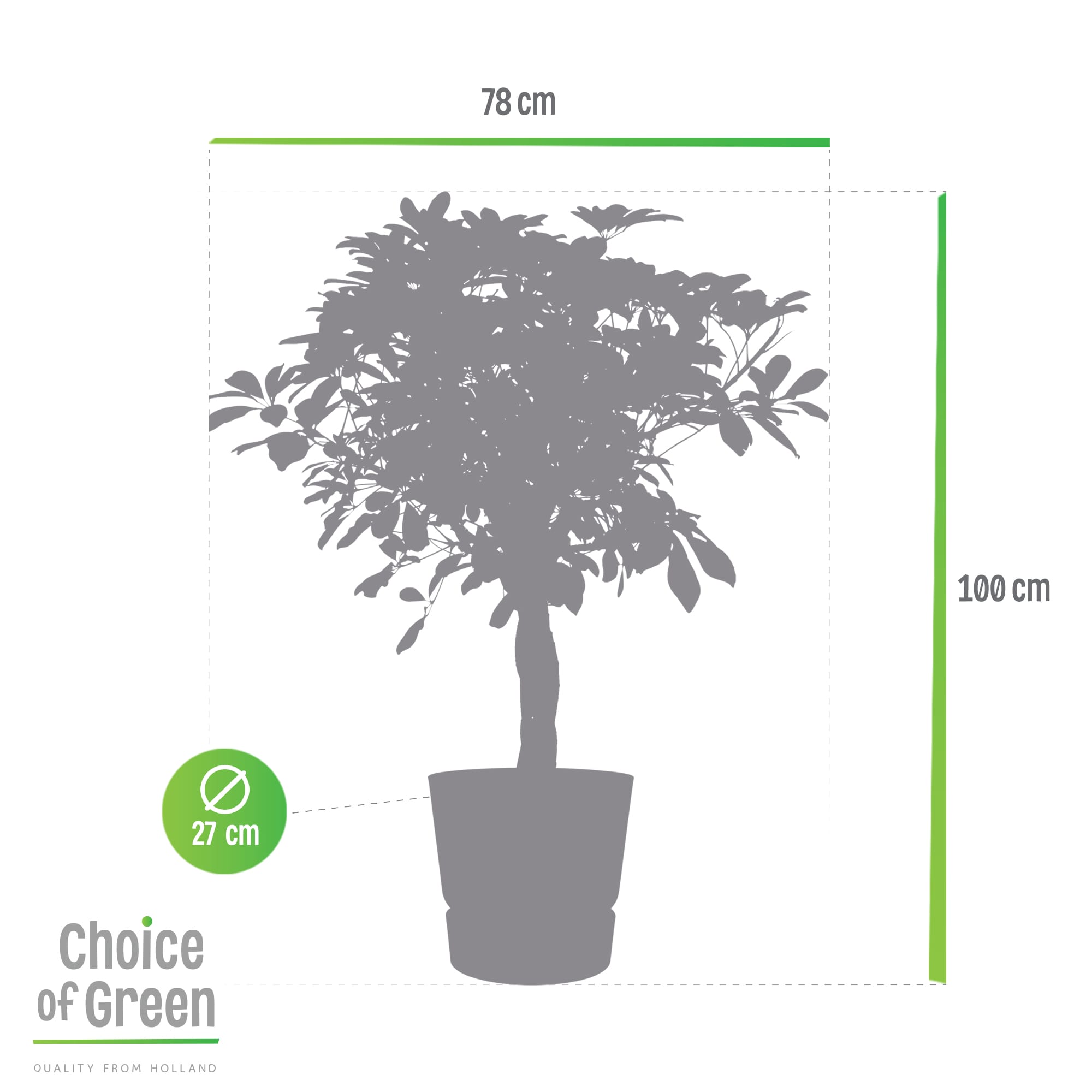 Schefflera Arboricola Gold Capella in Elho Greenville pot ↑ 110 cm ⌀ 27 cm - Afbeelding 9
