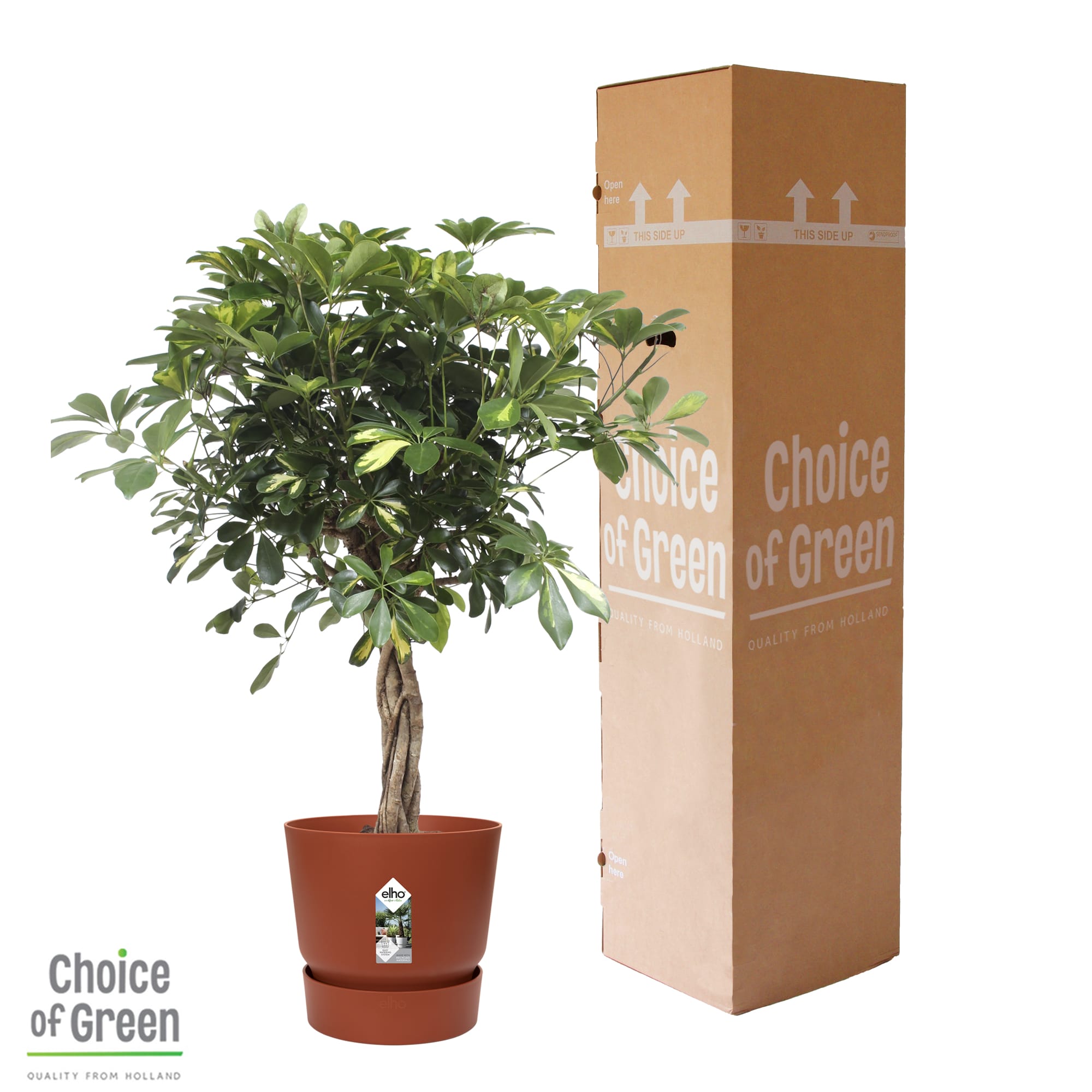 Schefflera Arboricola Gold Capella in Elho Greenville pot ↑ 110 cm ⌀ 27 cm - Afbeelding 11