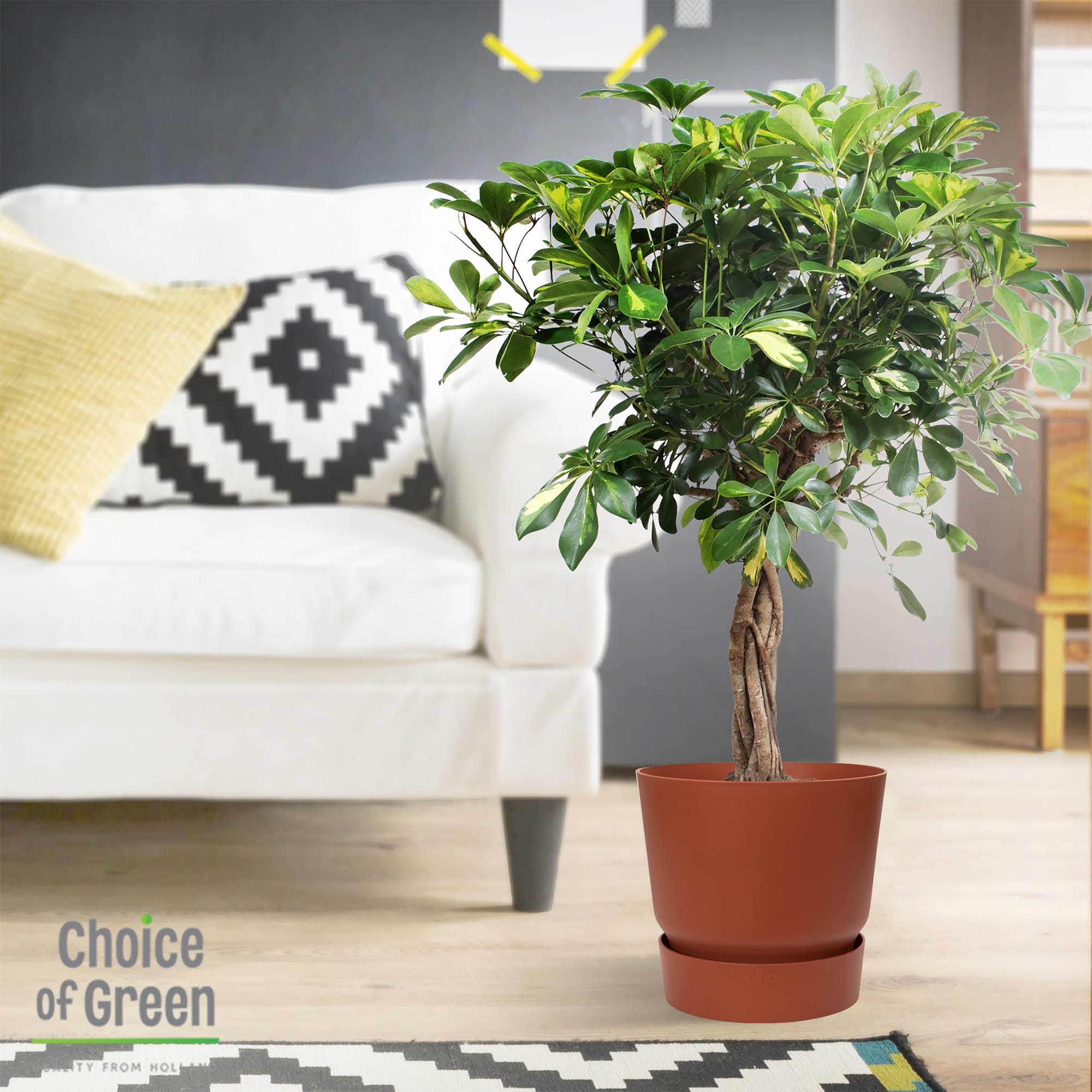 Schefflera Arboricola Gold Capella in Elho Greenville pot ↑ 110 cm ⌀ 27 cm - Afbeelding 13
