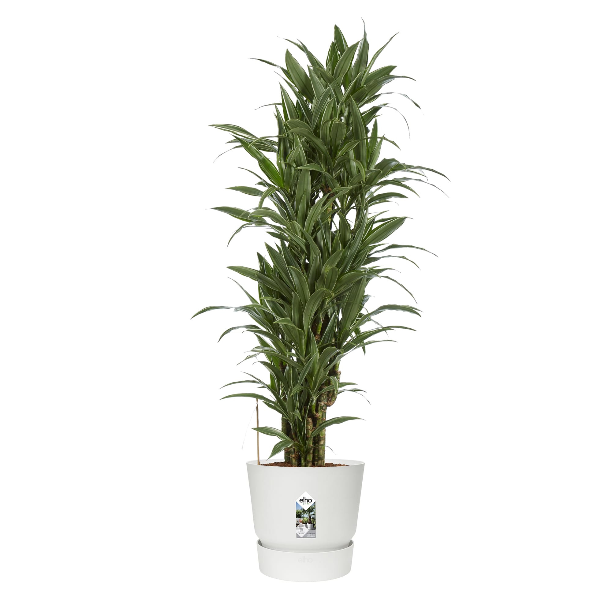 Dracaena Warneckei in Elho Greenville pot ↑ 120 cm ⌀ 27 cm