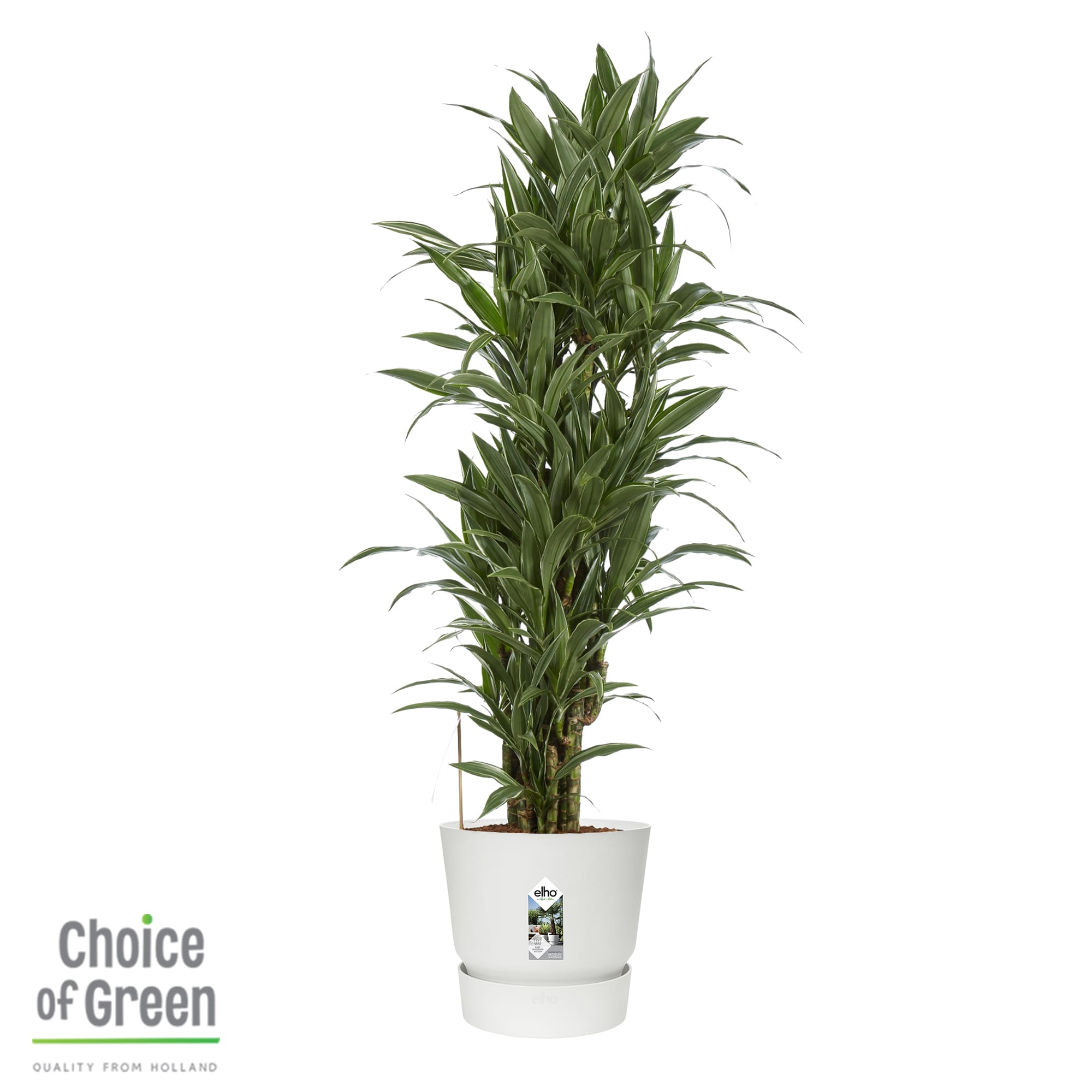 Dracaena Warneckei in Elho Greenville pot ↑ 120 cm ⌀ 27 cm - Afbeelding 3