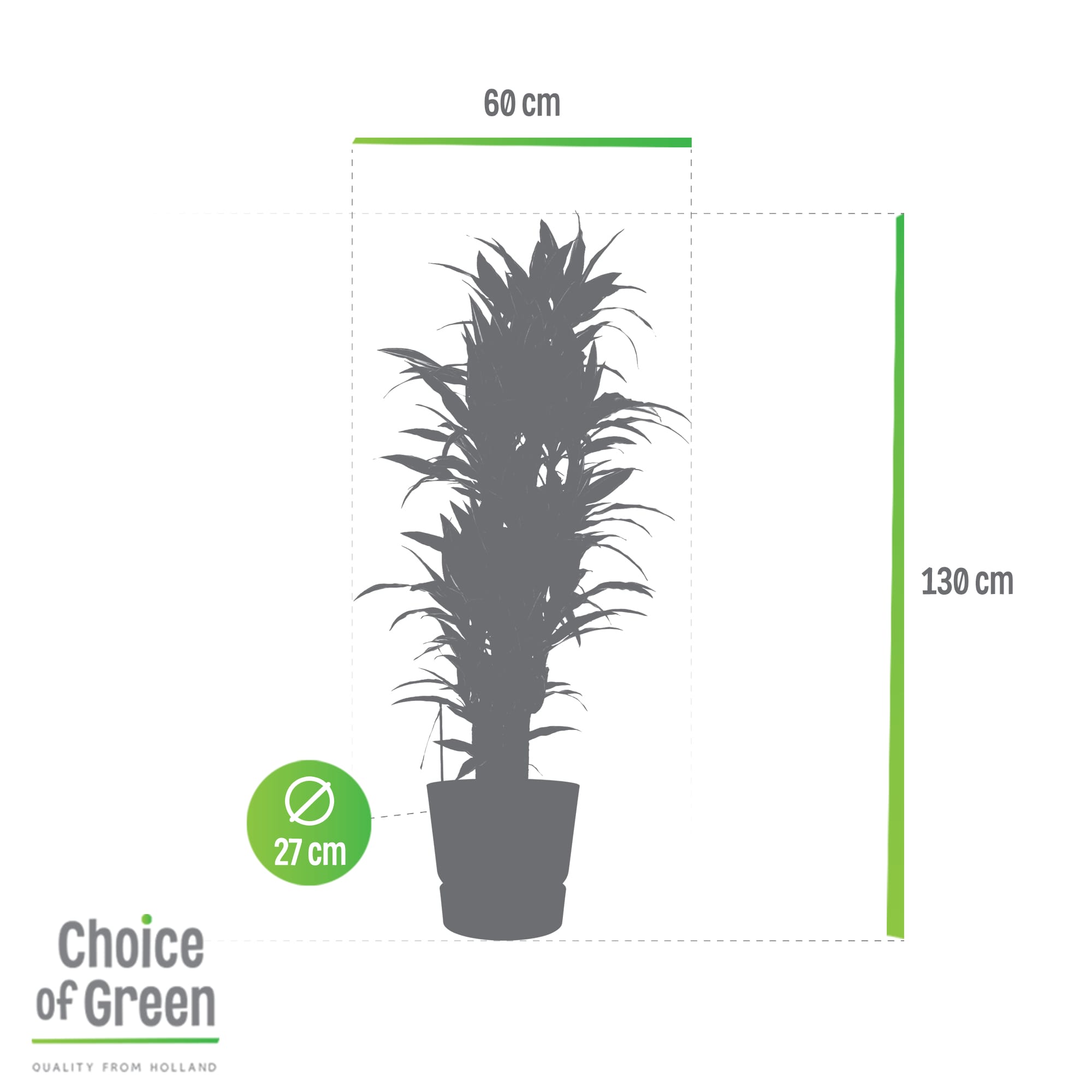 Dracaena Warneckei in Elho Greenville pot ↑ 120 cm ⌀ 27 cm - Afbeelding 9