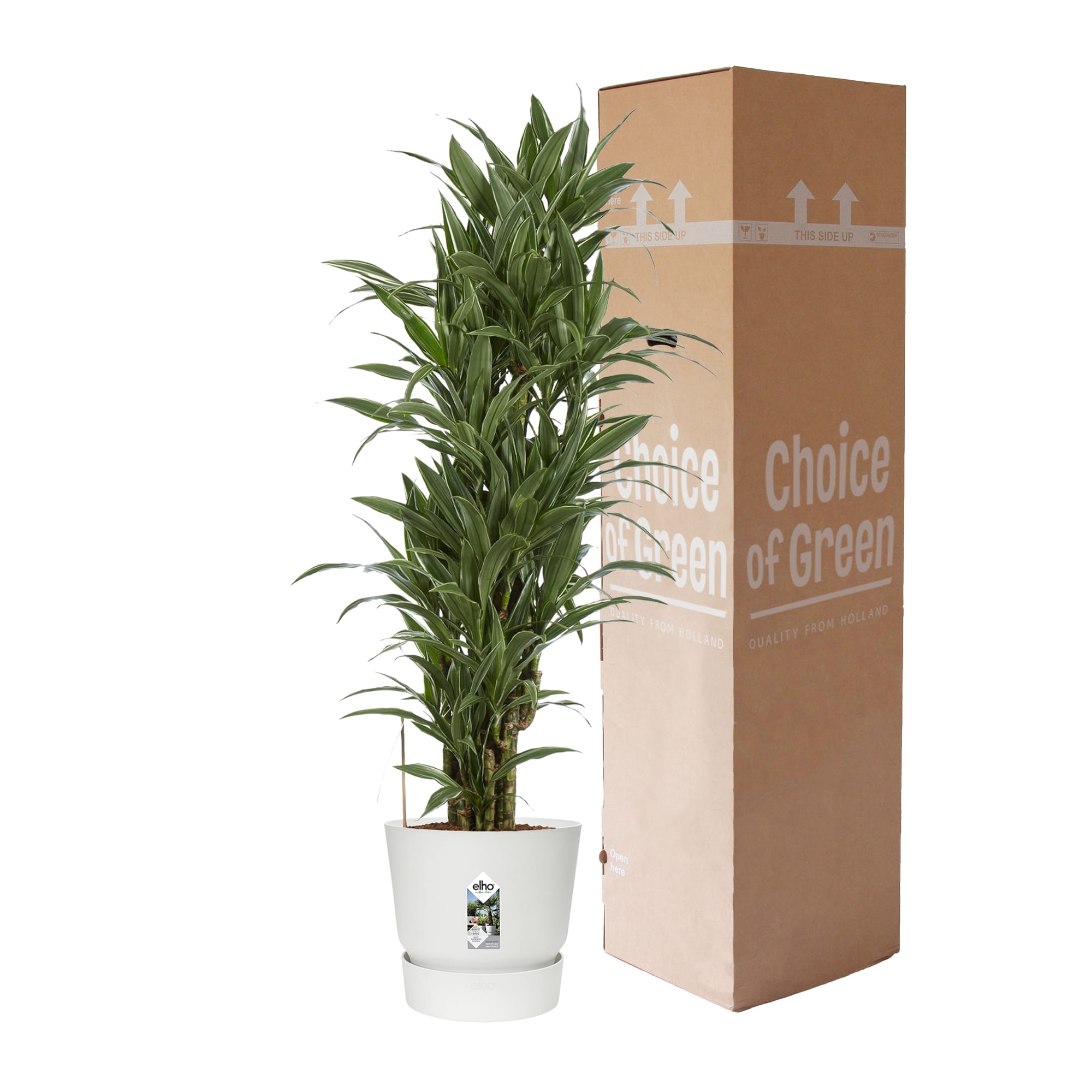 Dracaena Warneckei in Elho Greenville pot ↑ 120 cm ⌀ 27 cm - Afbeelding 10
