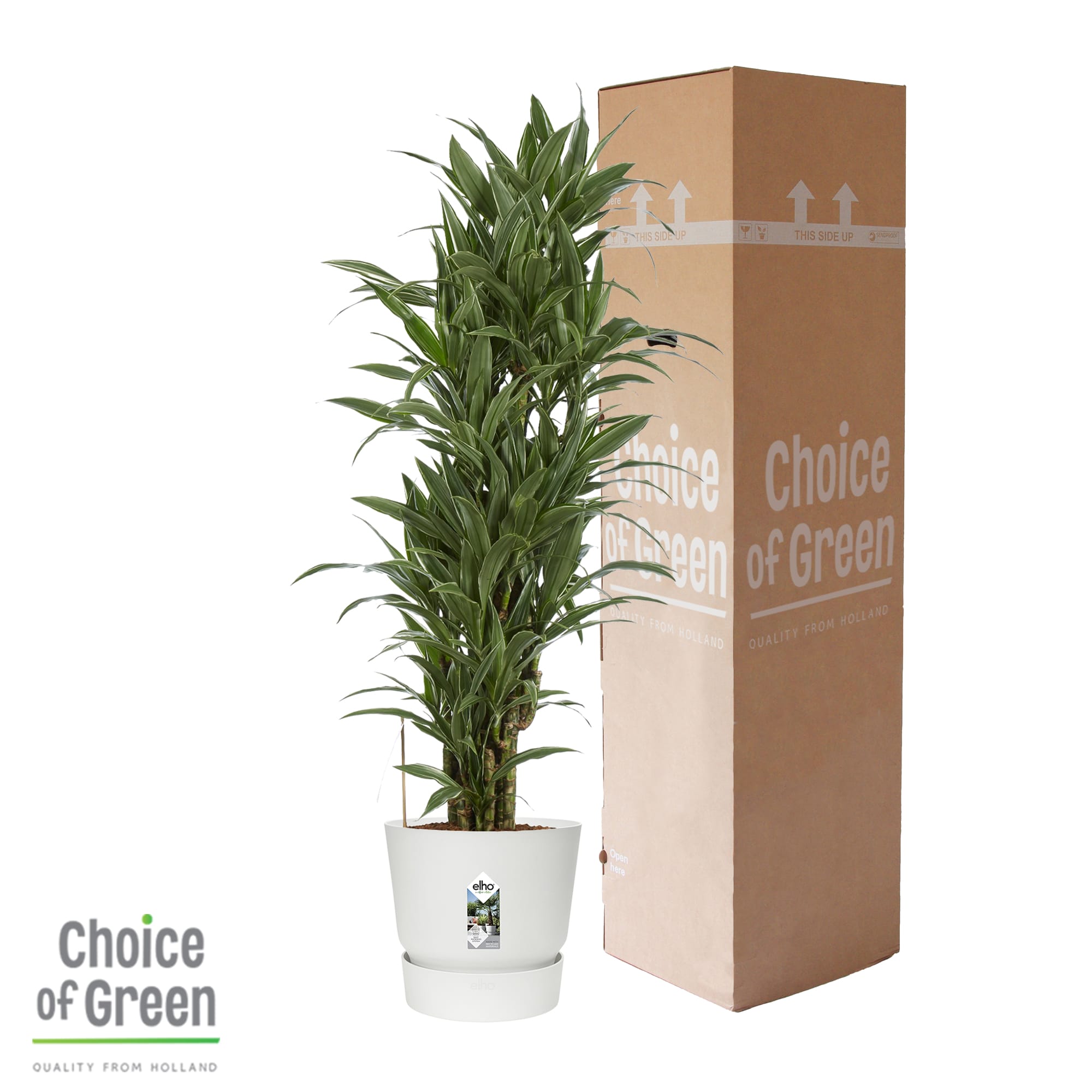 Dracaena Warneckei in Elho Greenville pot ↑ 120 cm ⌀ 27 cm - Afbeelding 11