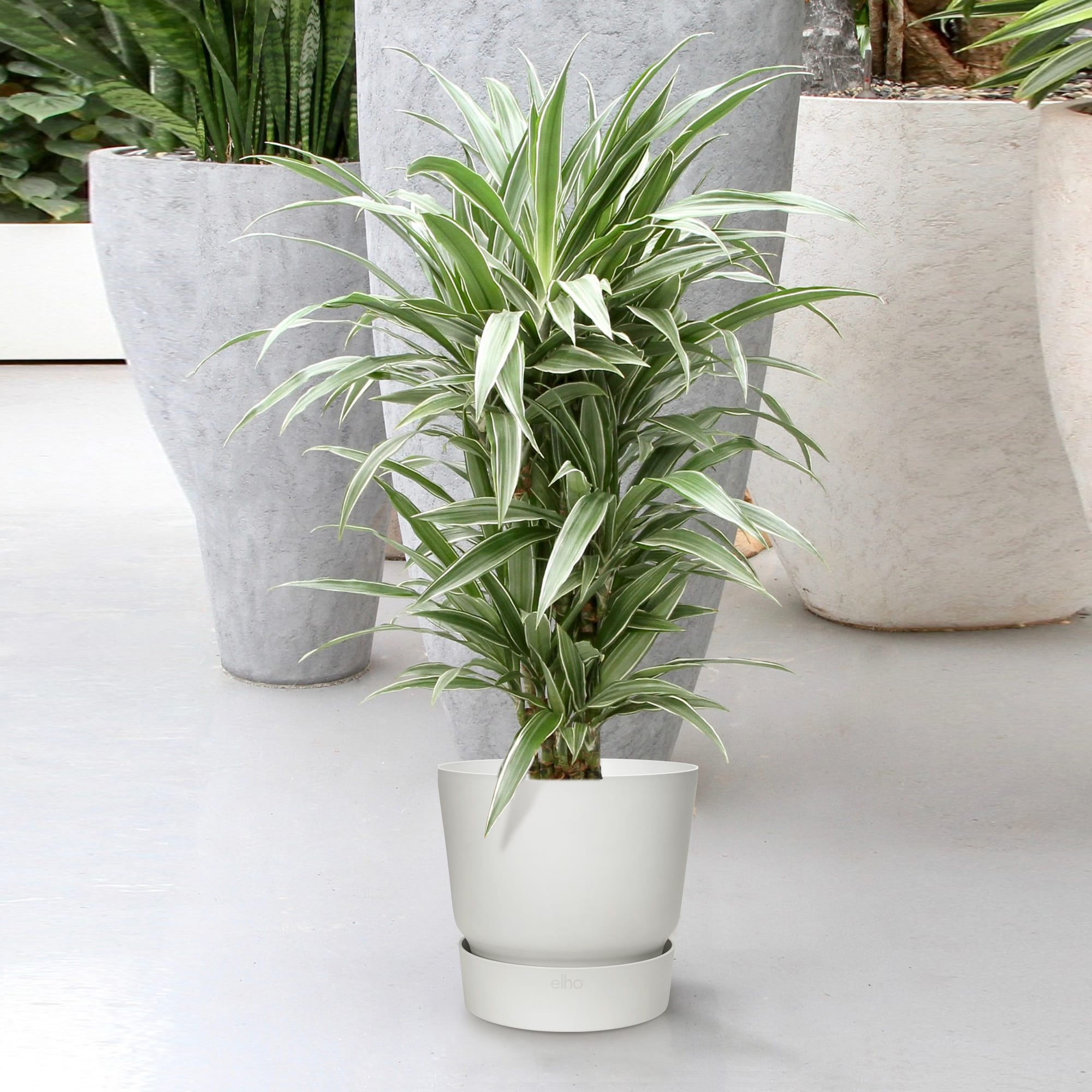 Dracaena Warneckei in Elho Greenville pot ↑ 120 cm ⌀ 27 cm - Afbeelding 12