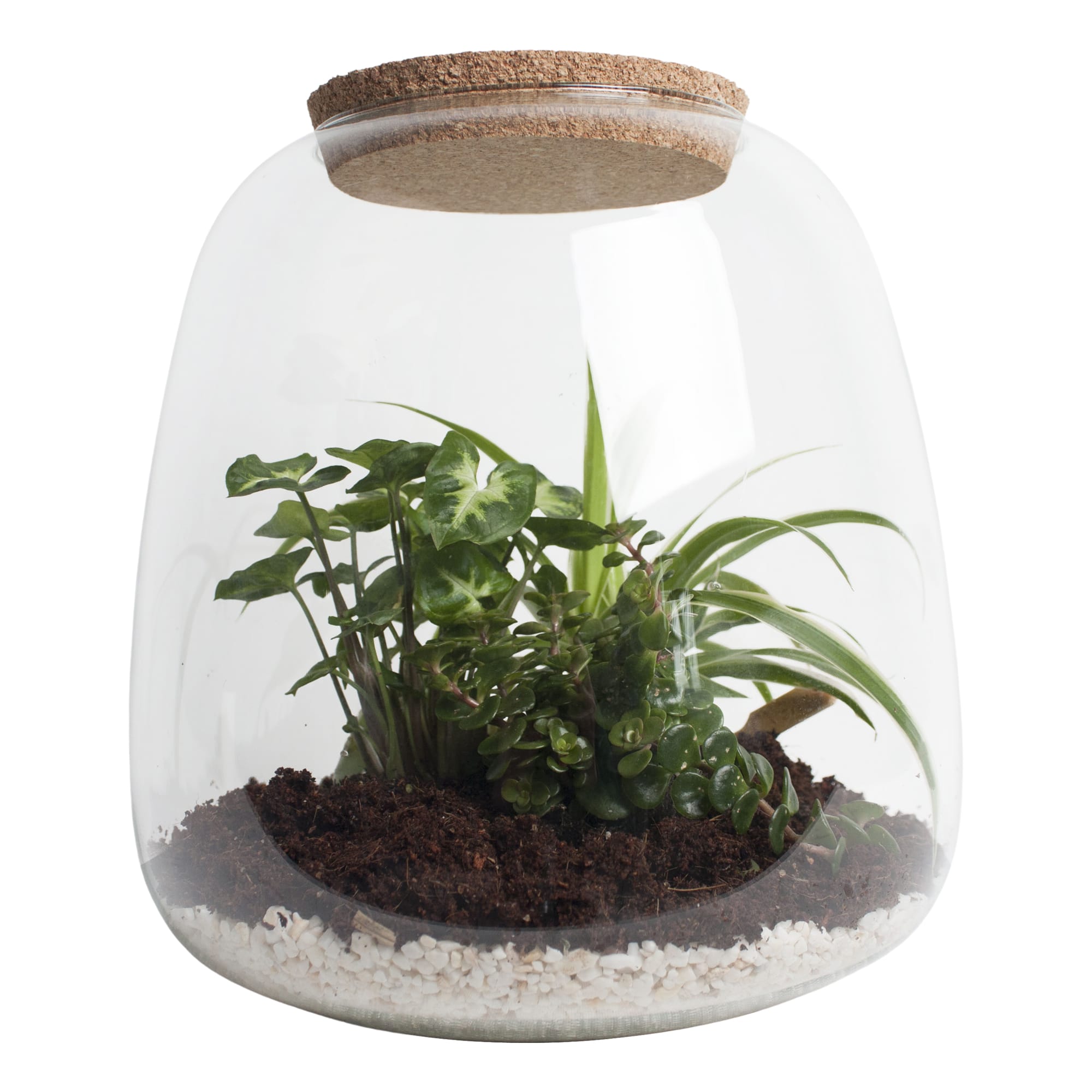 Ecosysteem ‘Dragon Tail’ ↑ 25 cm ⌀ 24 cm
