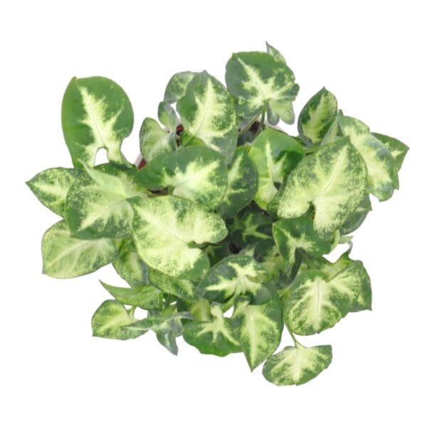 Ecosysteem ‘Dragon Tail’ ↑ 25 cm ⌀ 24 cm - Afbeelding 3
