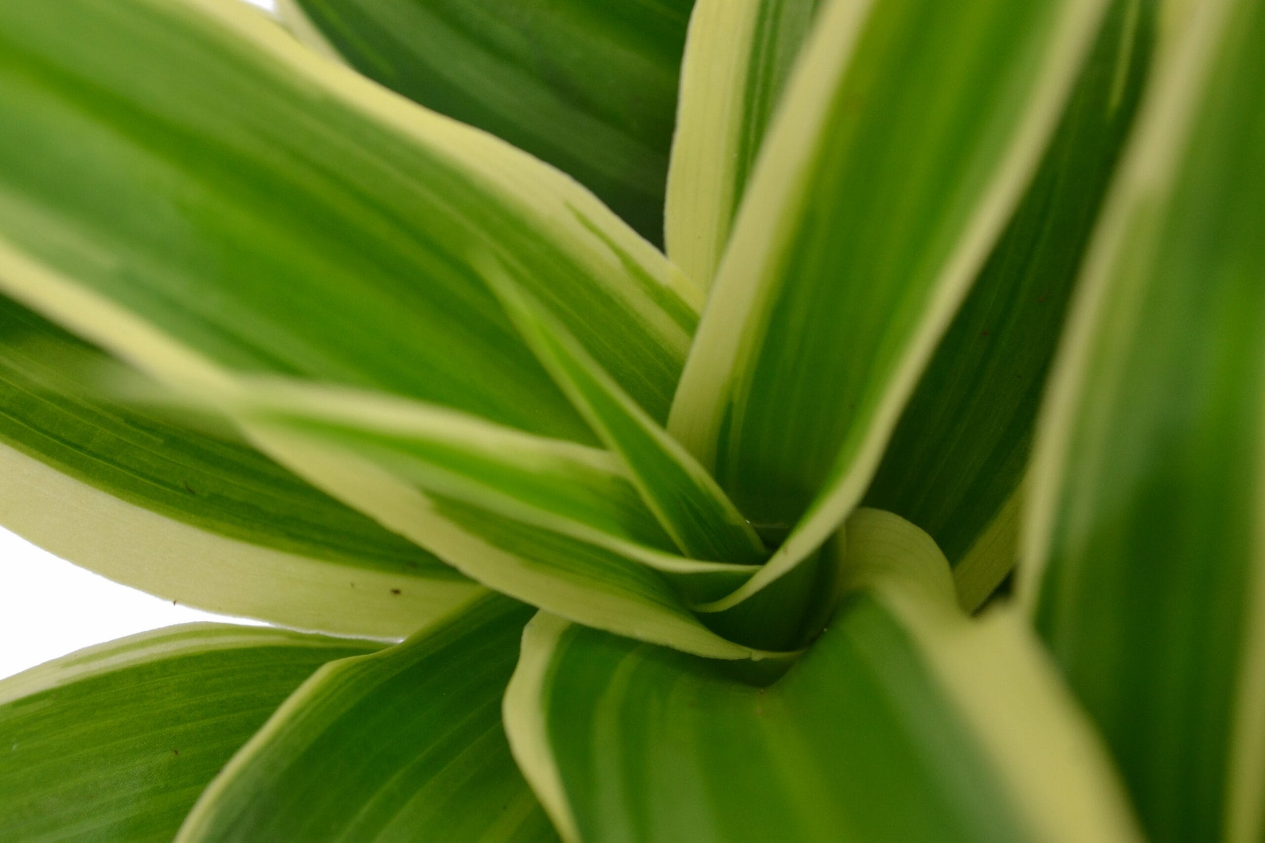 Ecosysteem ‘Dragon Tail’ ↑ 25 cm ⌀ 24 cm - Afbeelding 4