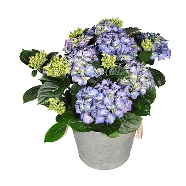 Hortensia - Hydrangea bol Blauw kop in Zink old look ↑ 40 cm ⌀ 23 cm