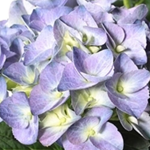 Hortensia - Hydrangea bol Blauw kop in Zink old look ↑ 40 cm ⌀ 23 cm - Afbeelding 3