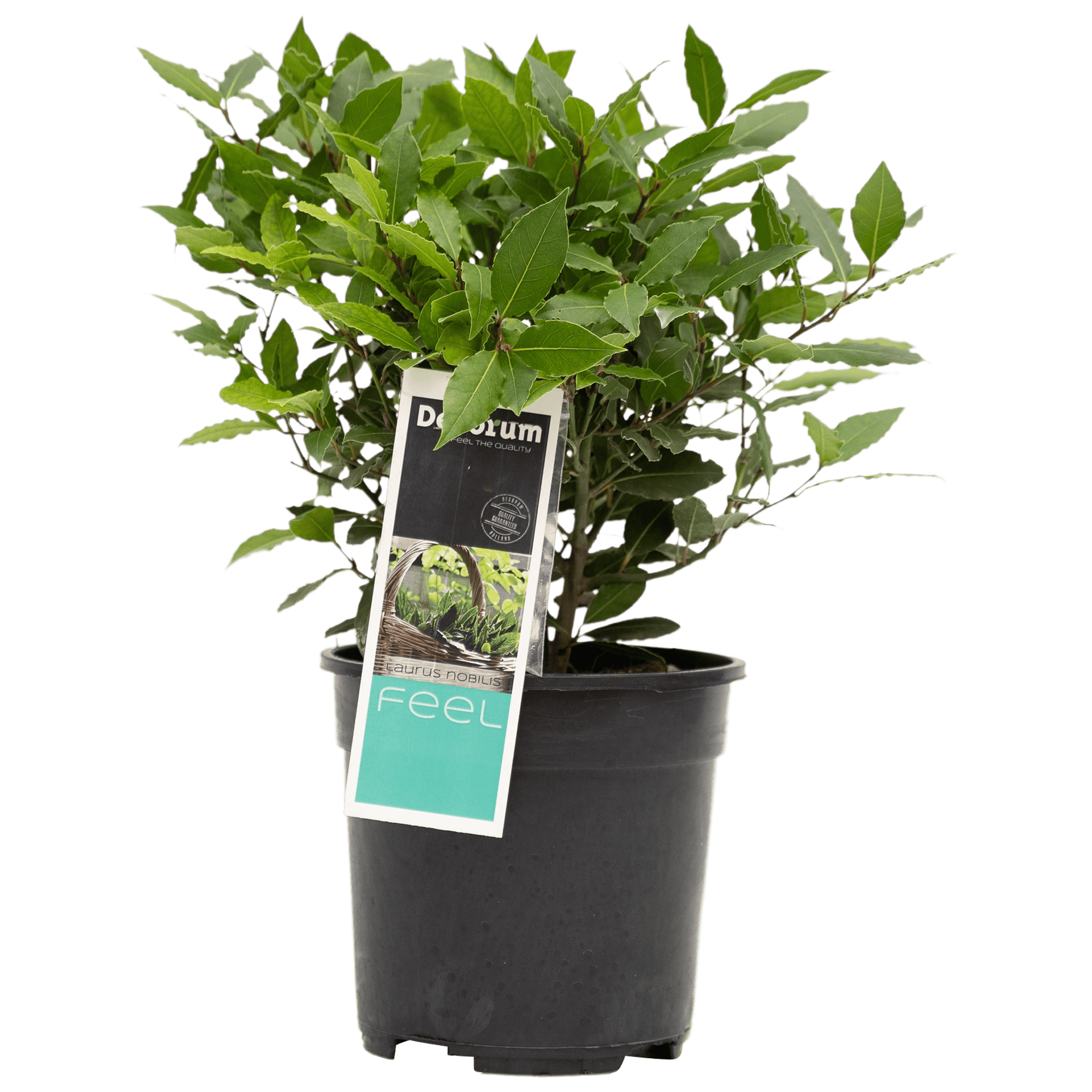 Laurier - Laurus nobilis ↑ 35 cm ⌀ 20 cm