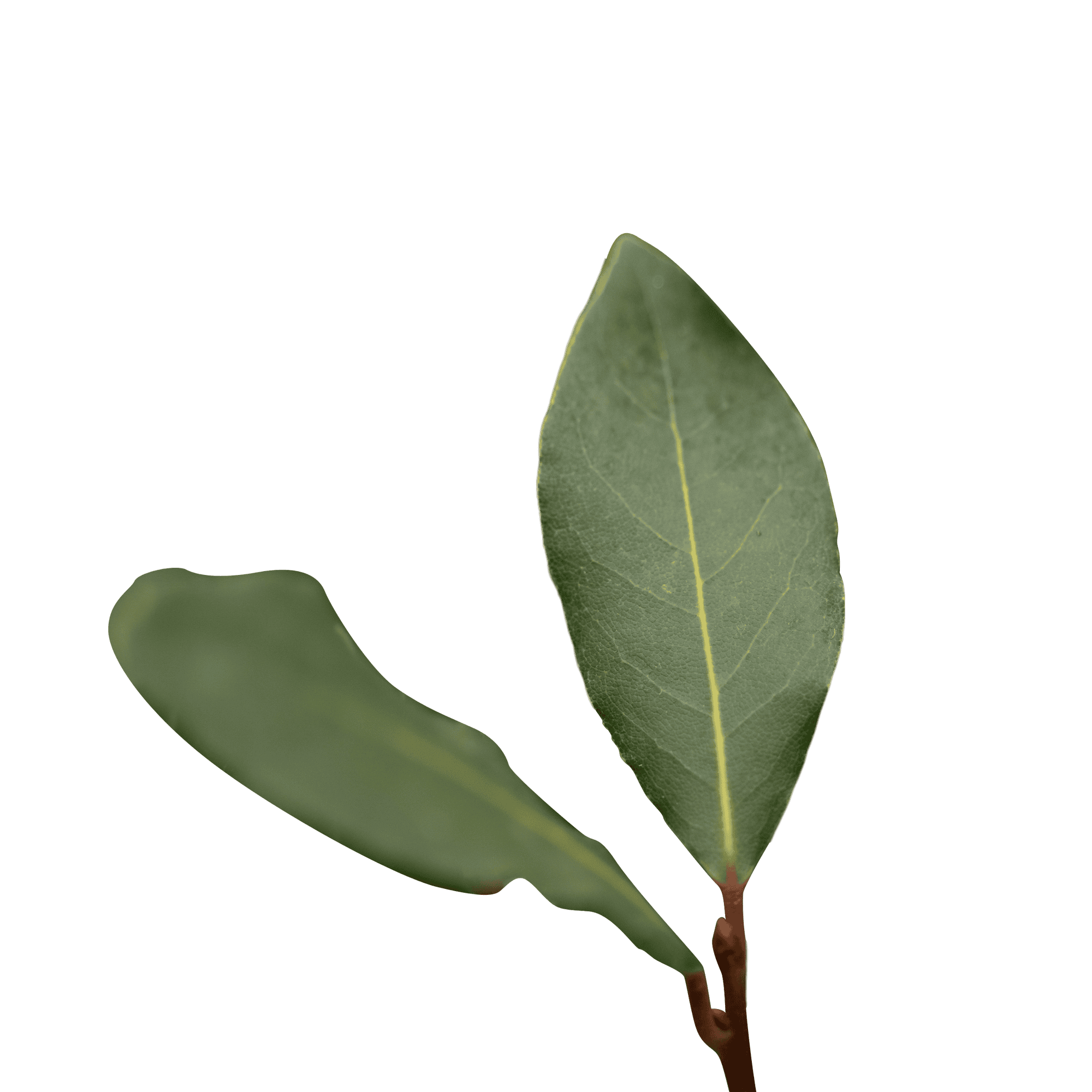 Laurier - Laurus nobilis (in spiraalvorm) ↑ 120 cm ⌀ 25 cm - Afbeelding 3