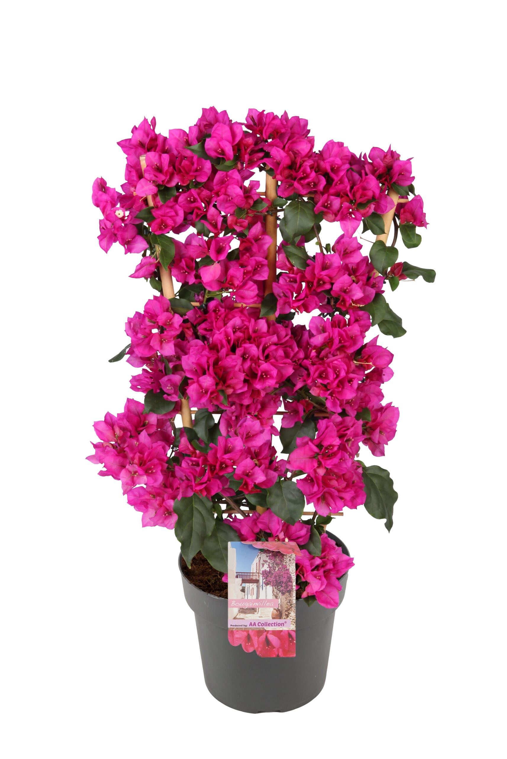 Bougainvillea 'Sanderiana' op rek Paars ↑ 105 cm ⌀ 23 cm