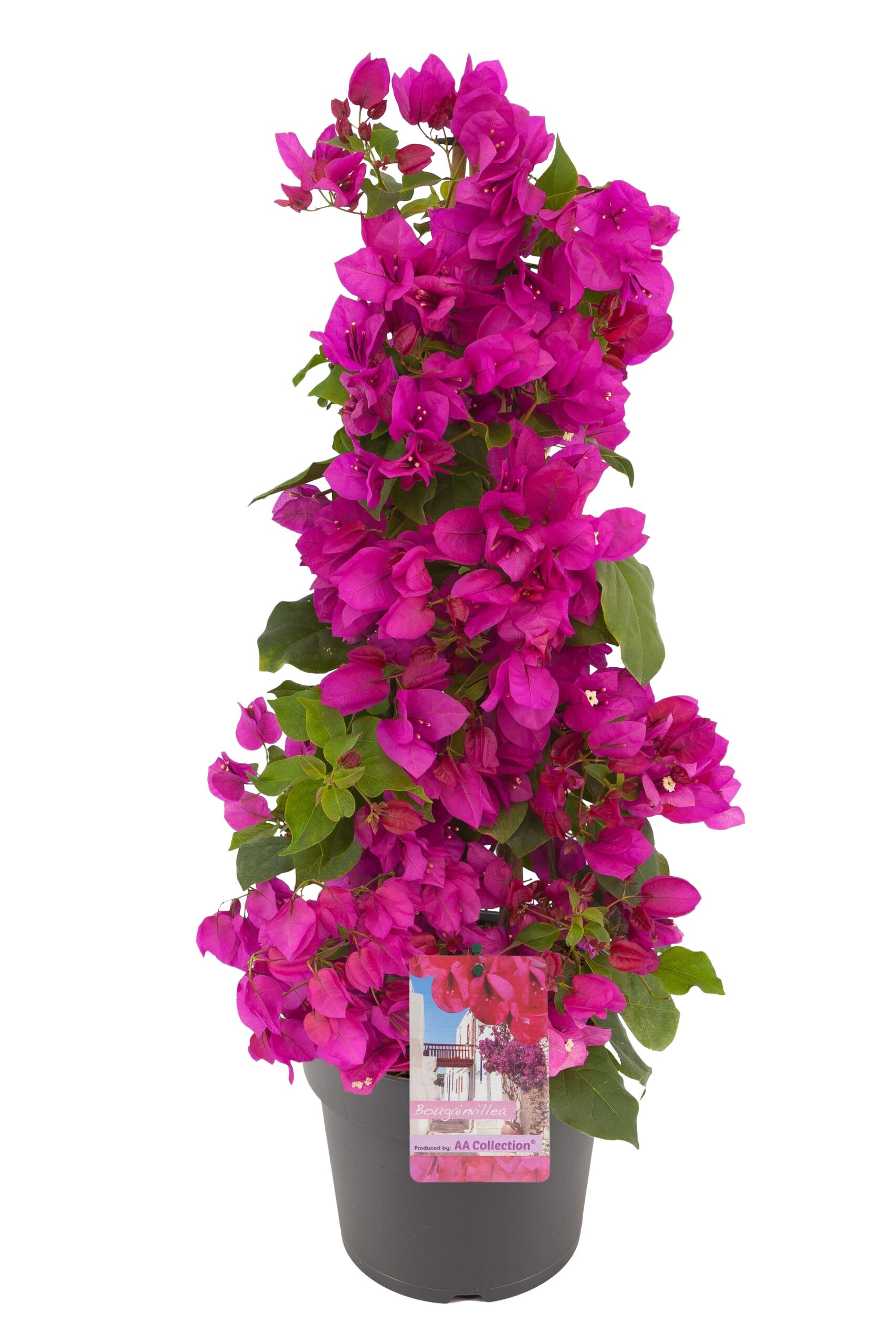 Bougainvillea 'Sanderiana' piramide paars ↑ 105 cm ⌀ 23 cm