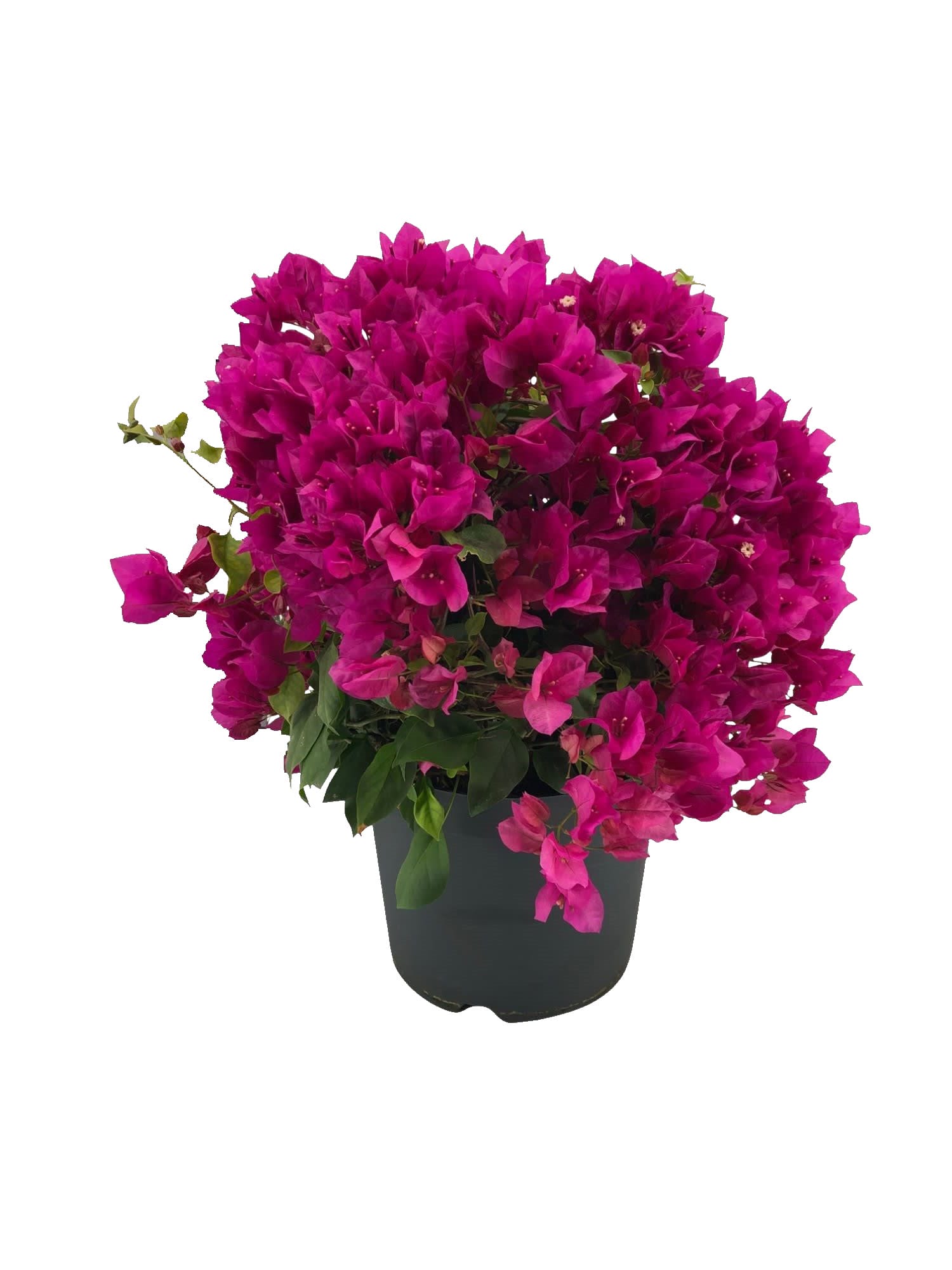 Bougainvillea 'Sanderiana' Struik paars ↑ 55 cm ⌀ 26 cm