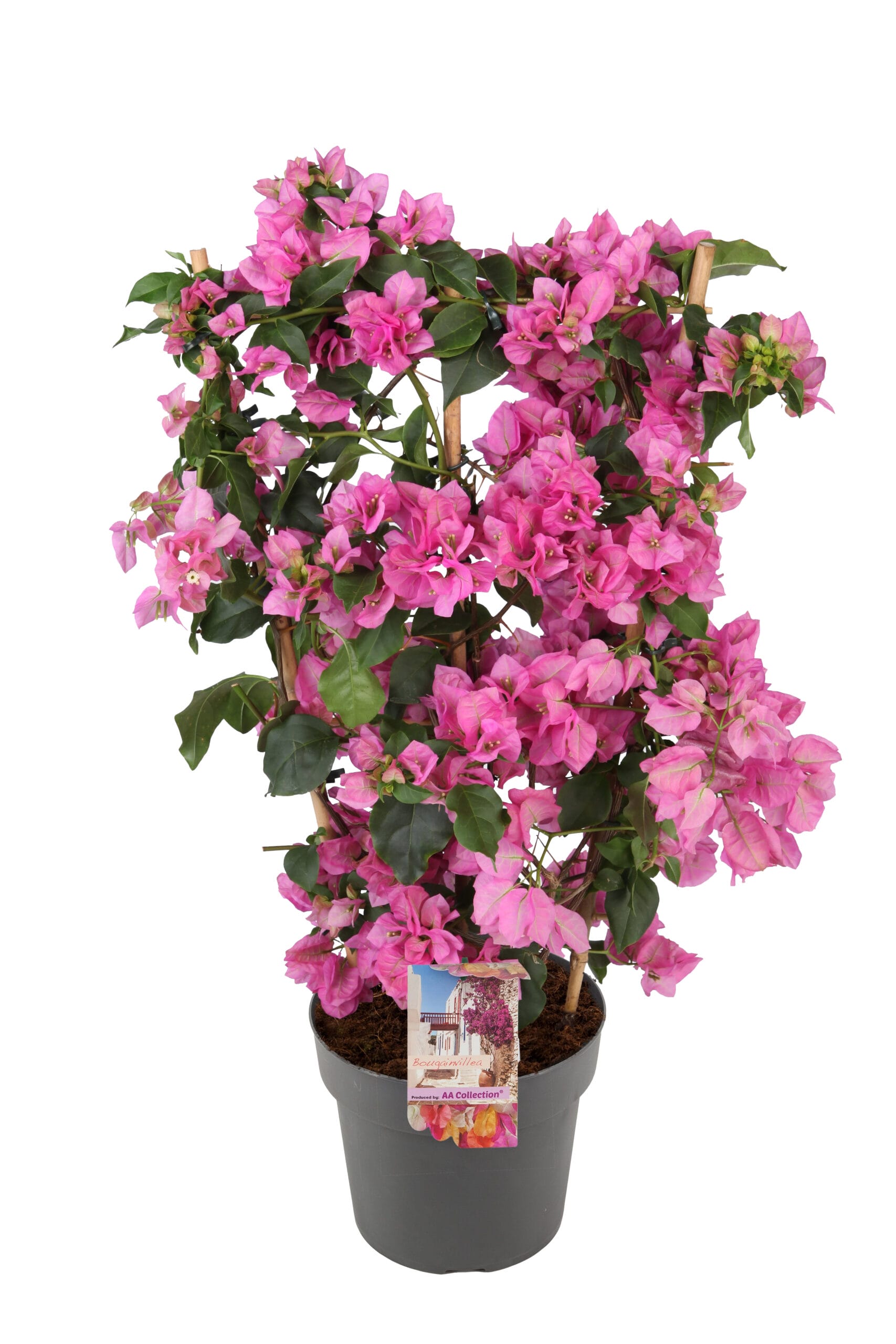 Bougainvillea 'Sanderiana' Jolanda op rek roze ↑ 70 cm ⌀ 21 cm