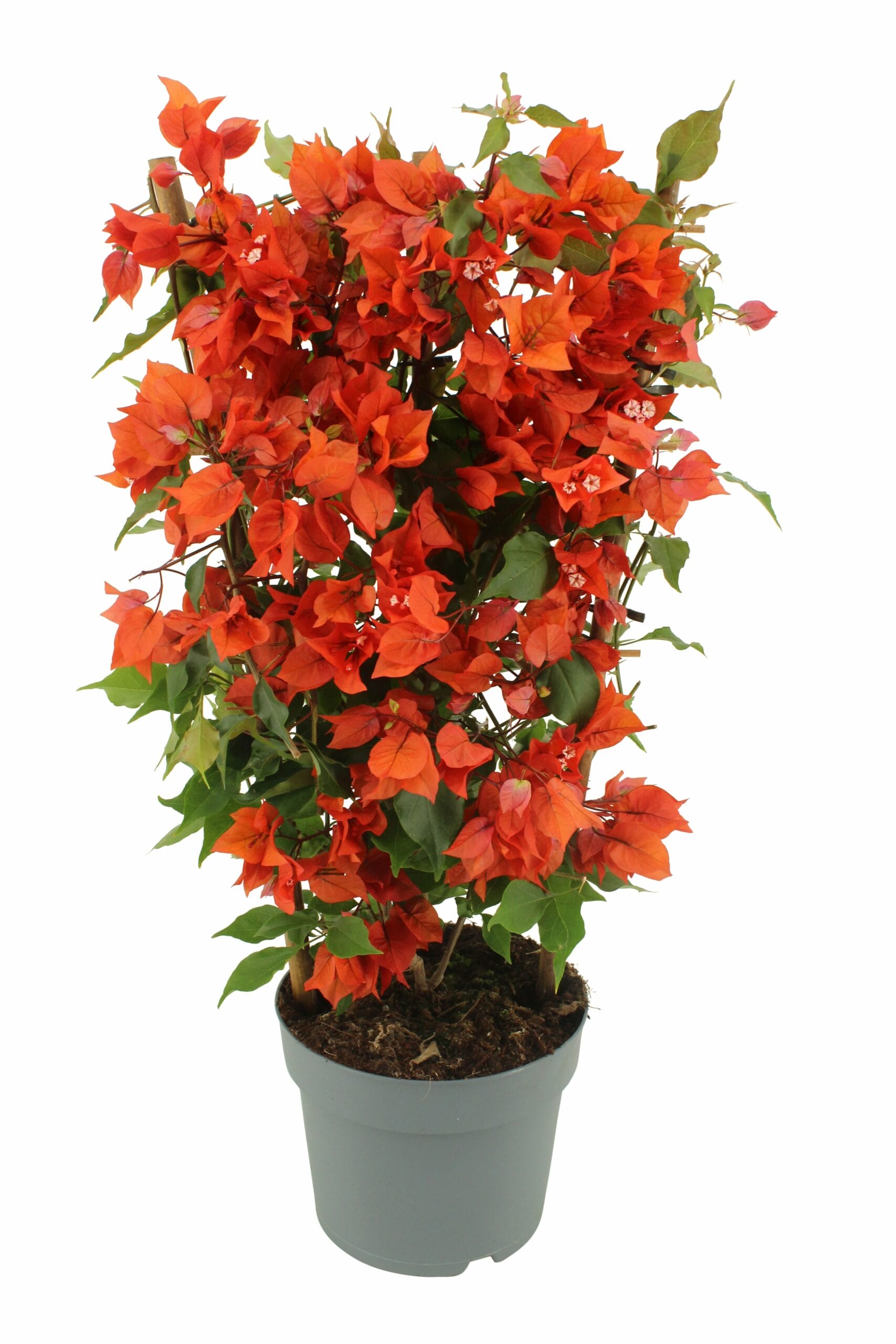 Bougainvillea 'Sanderiana' op rek Fireball orange ↑ 70 cm ⌀ 21 cm