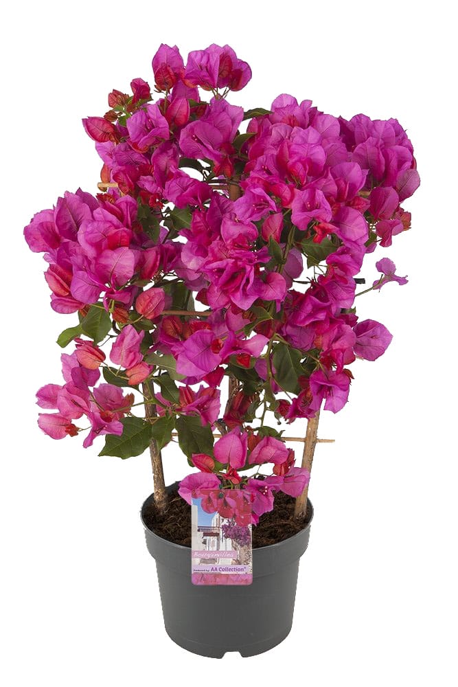 Bougainvillea 'Sanderiana' op rek paars ↑ 55 cm ⌀ 17 cm