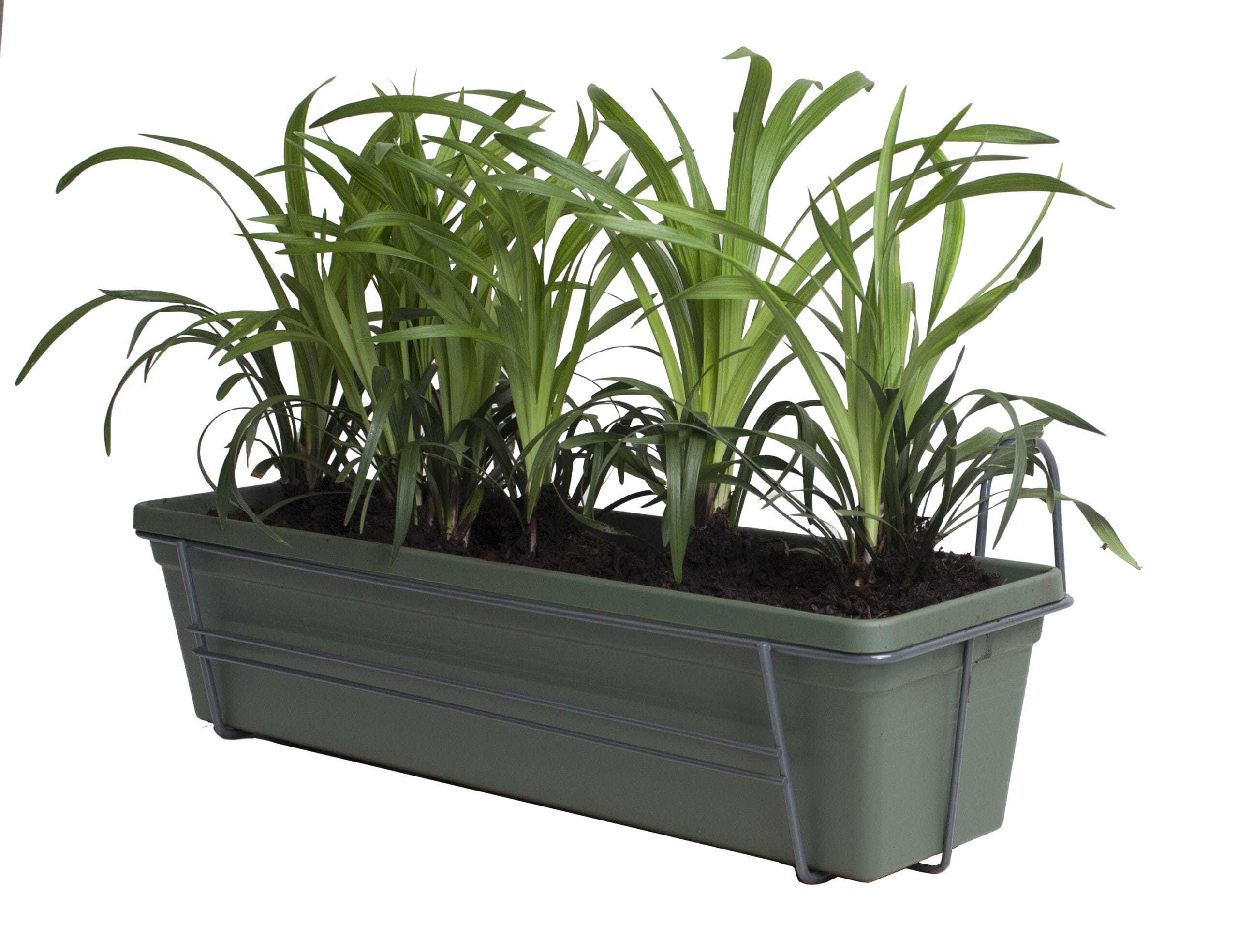 Leliegras in ELHO balkonbak (Bladgroen) met metalen balkonrek ↑ 30 cm ⌀ 60 cm