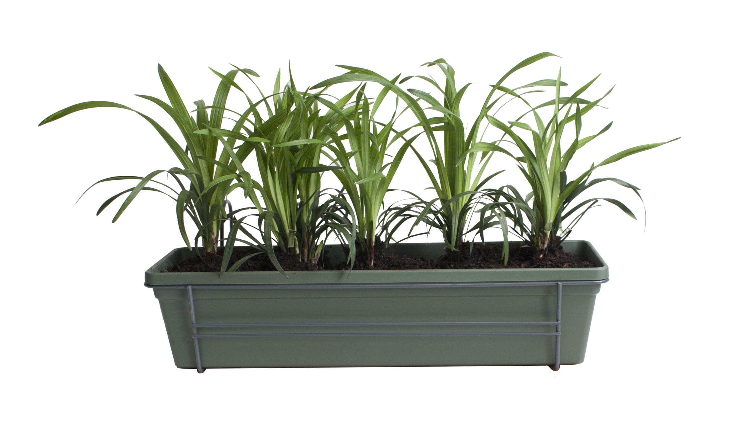 Leliegras in ELHO balkonbak (Bladgroen) met metalen balkonrek ↑ 30 cm ⌀ 60 cm - Afbeelding 3