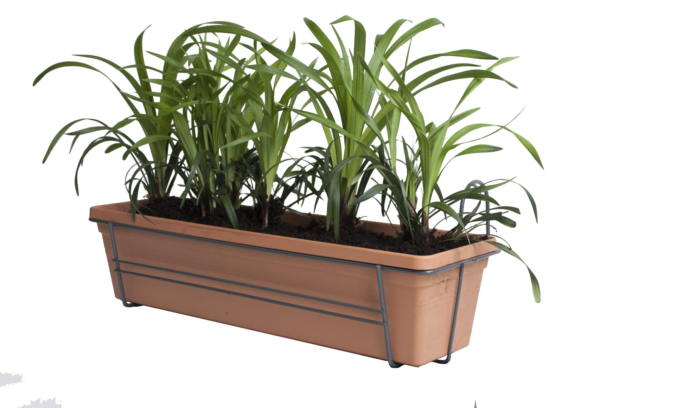 Leliegras in ELHO balkonbak (Mild Terra) met metalen balkonrek ↑ 30 cm ⌀ 60 cm