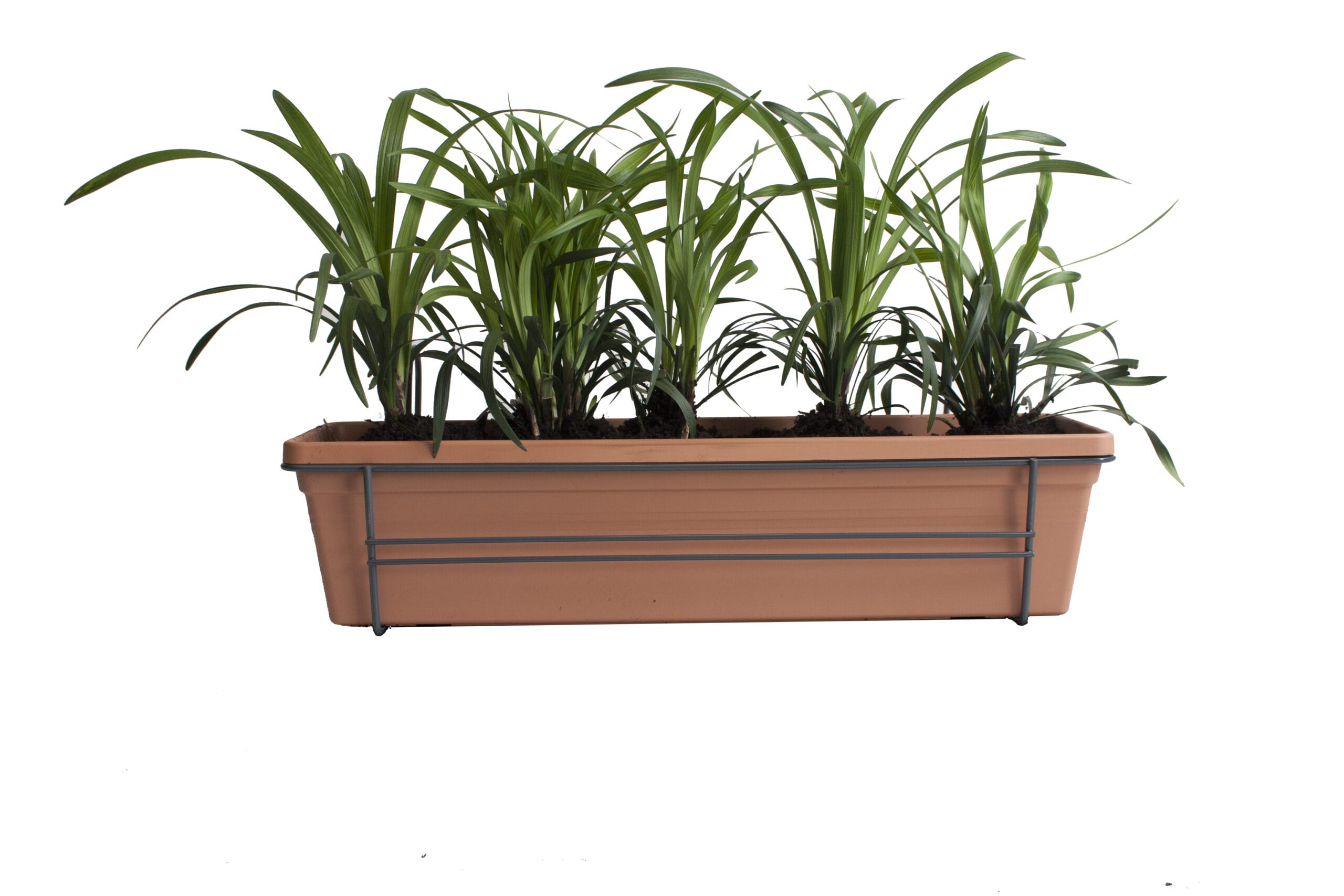 Leliegras in ELHO balkonbak (Mild Terra) met metalen balkonrek ↑ 30 cm ⌀ 60 cm - Afbeelding 3