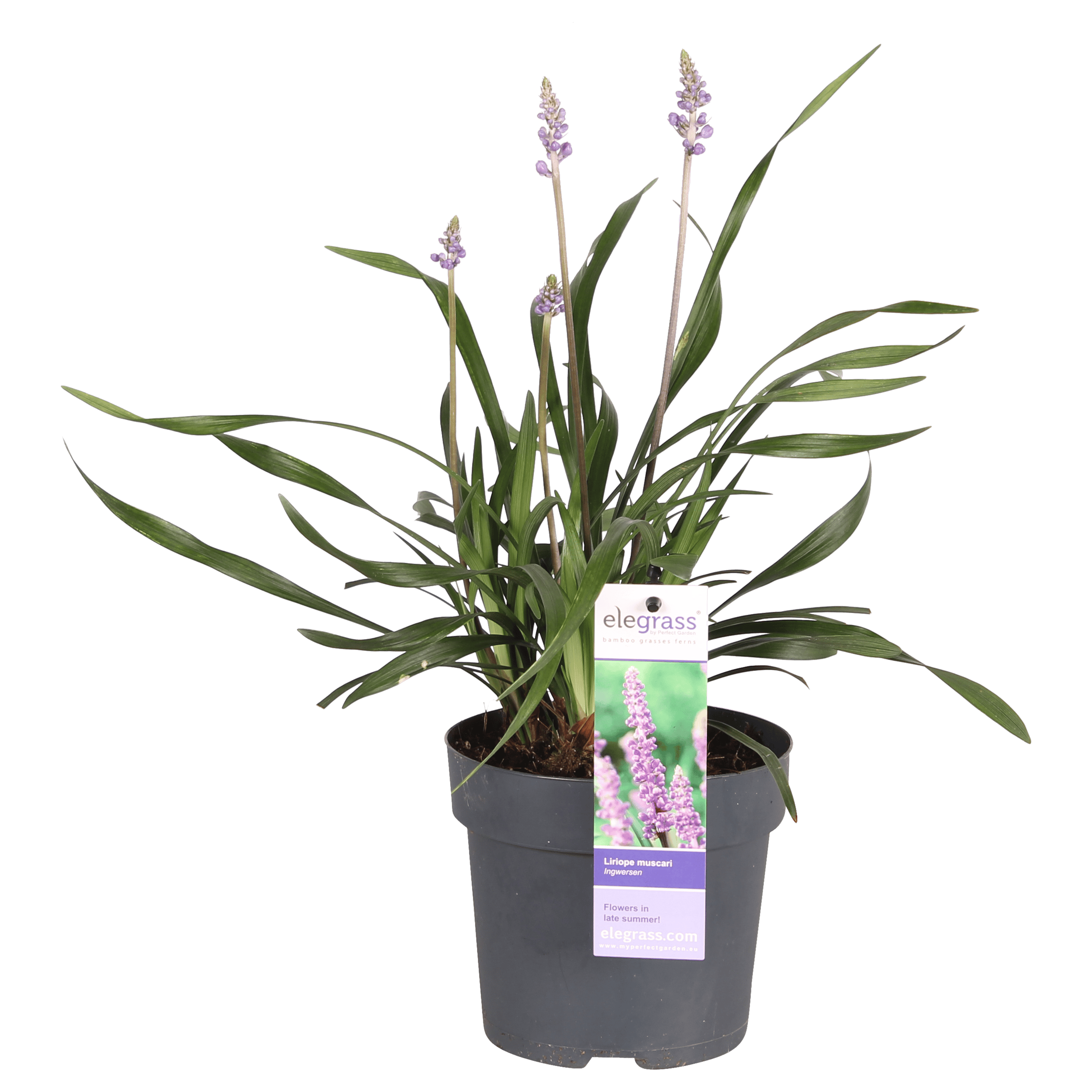 Leliegras in ELHO balkonbak (Mild Terra) met metalen balkonrek ↑ 30 cm ⌀ 60 cm - Afbeelding 4