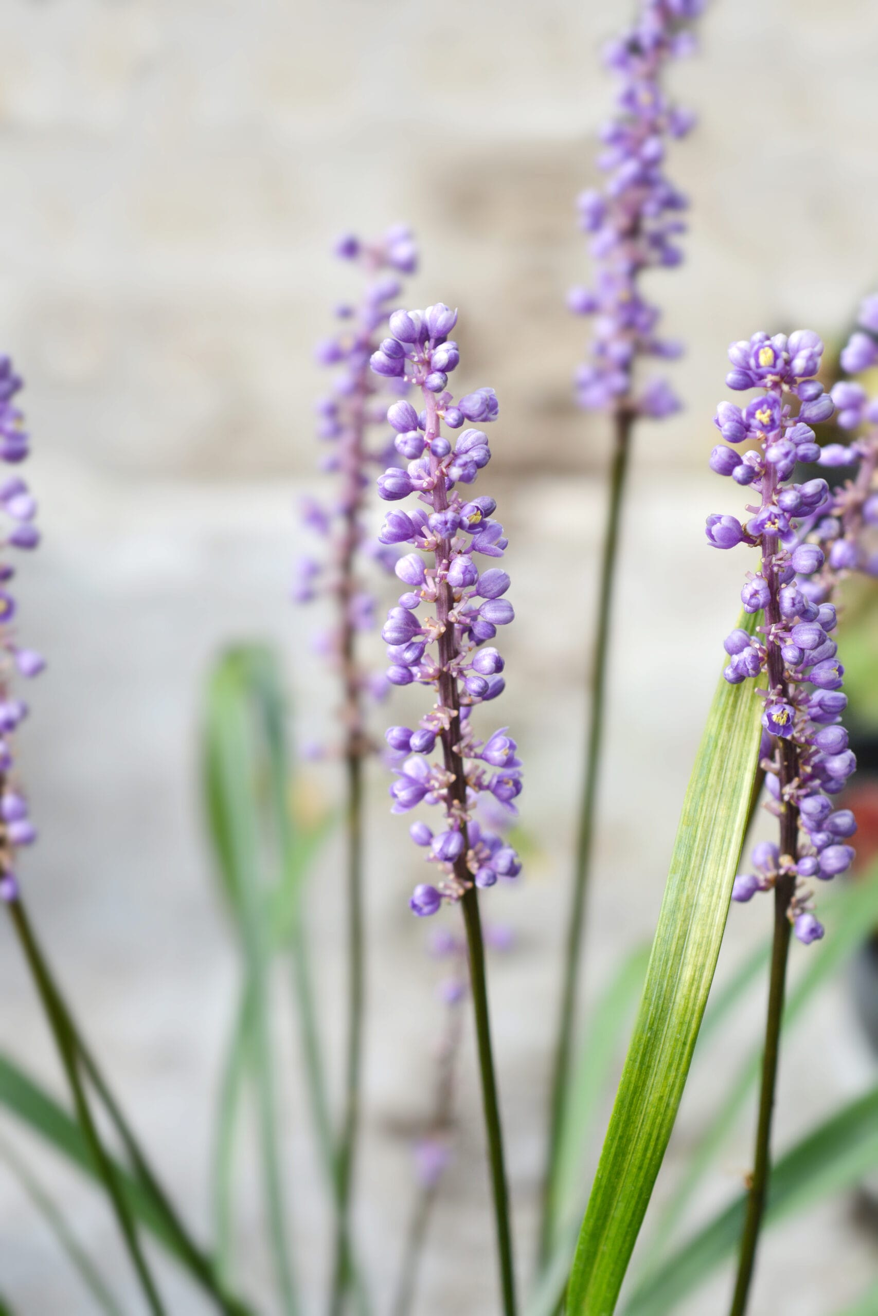 Leliegras in ELHO balkonbak (Mild Terra) met metalen balkonrek ↑ 30 cm ⌀ 60 cm - Afbeelding 5