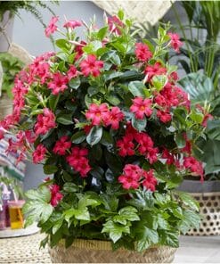 Sundaville (Mandevilla)