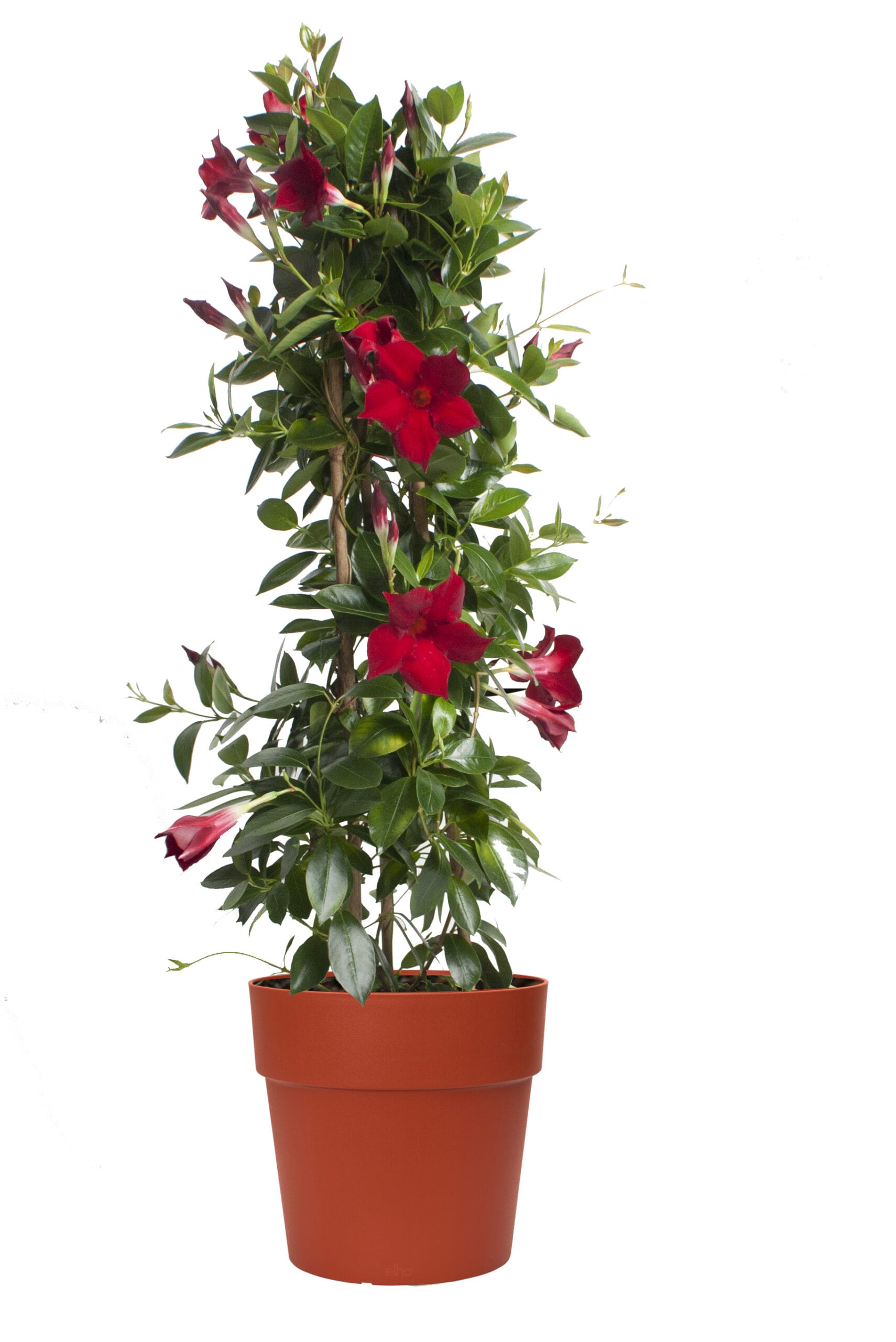 Dipladenia Sundaville – Mandevilla (Rood, piramide) in brique bloempot ↑ 85 cm ⌀ 25 cm