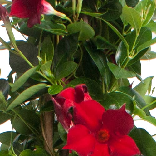 Dipladenia Sundaville – Mandevilla (Rood, piramide) in brique bloempot ↑ 85 cm ⌀ 25 cm - Afbeelding 3
