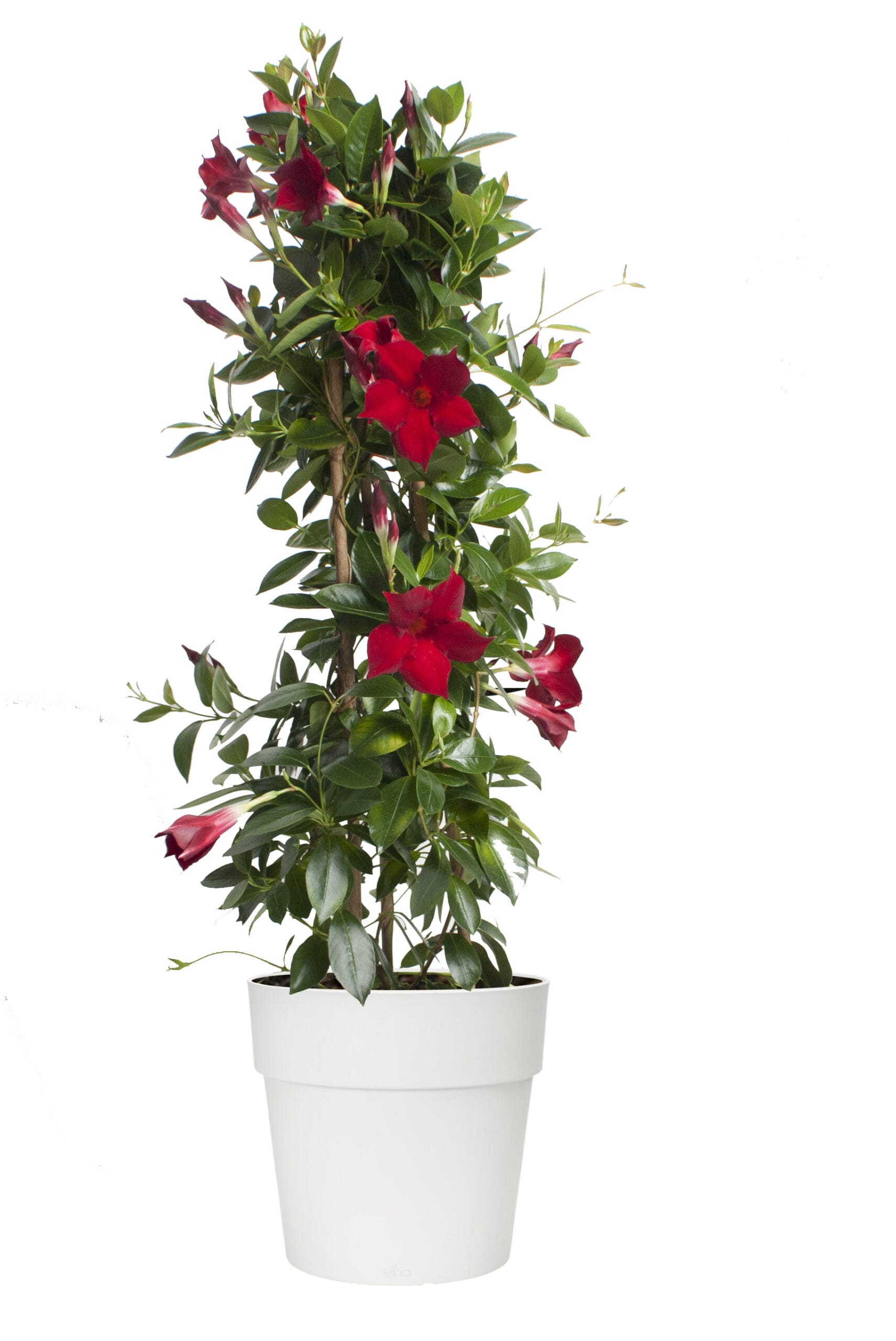 Dipladenia Sundaville – Mandevilla (Rood, piramide) in witte bloempot ↑ 85 cm ⌀ 25 cm