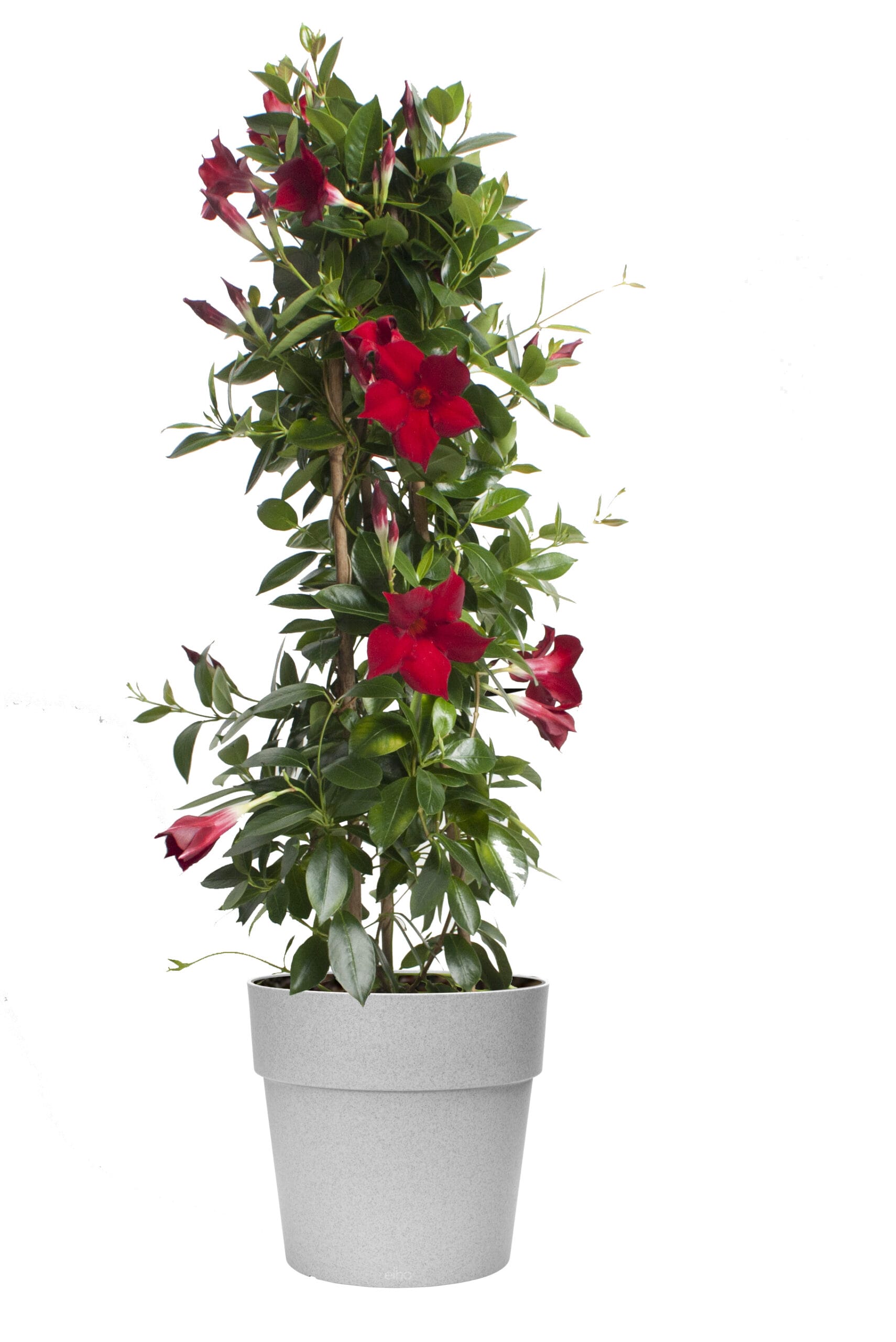 Dipladenia Sundaville – Mandevilla (Rood, piramide) in grijze bloempot ↑ 85 cm ⌀ 25 cm