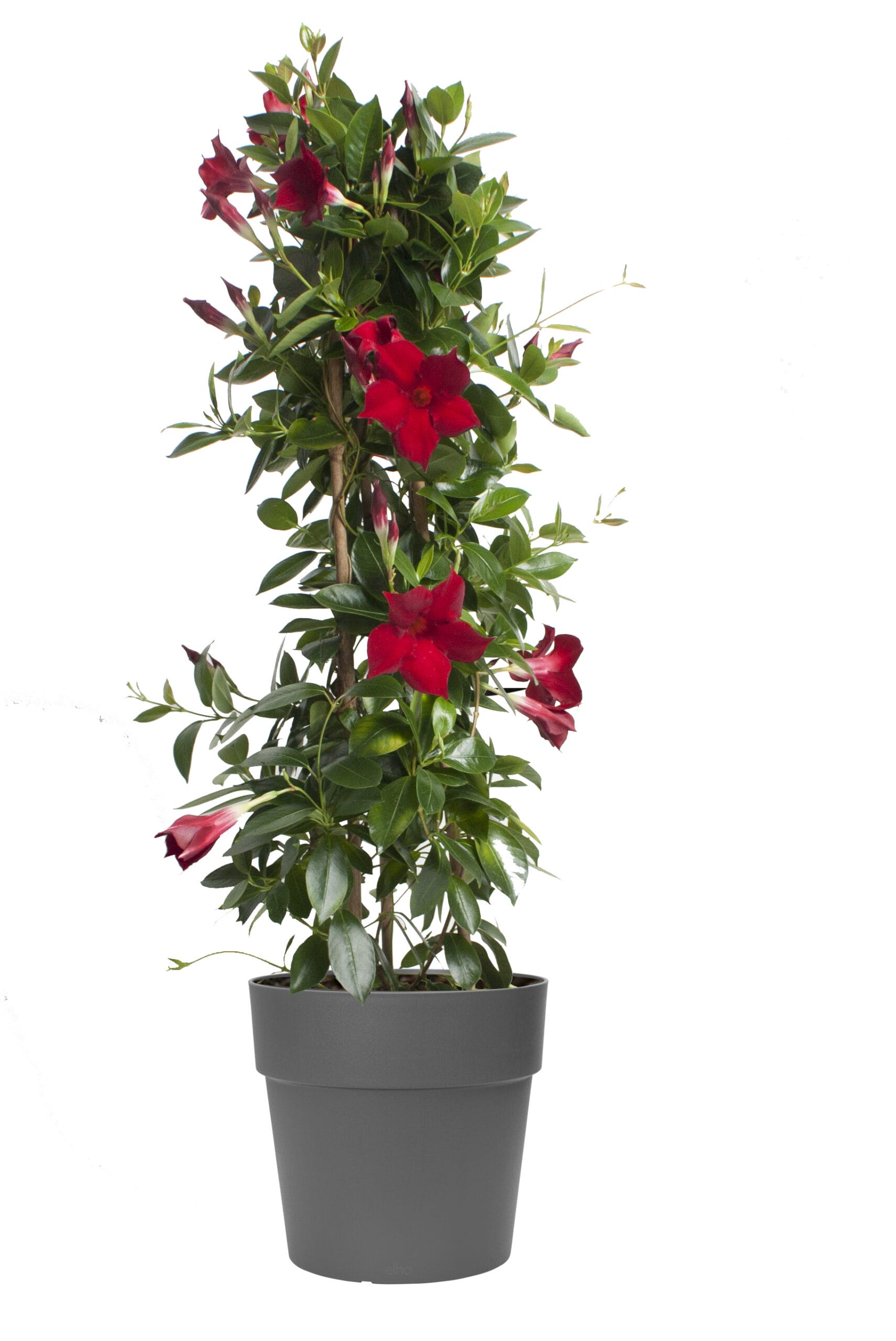 Dipladenia Sundaville – Mandevilla (Rood, piramide) in antraciet bloempot ↑ 85 cm ⌀ 25 cm