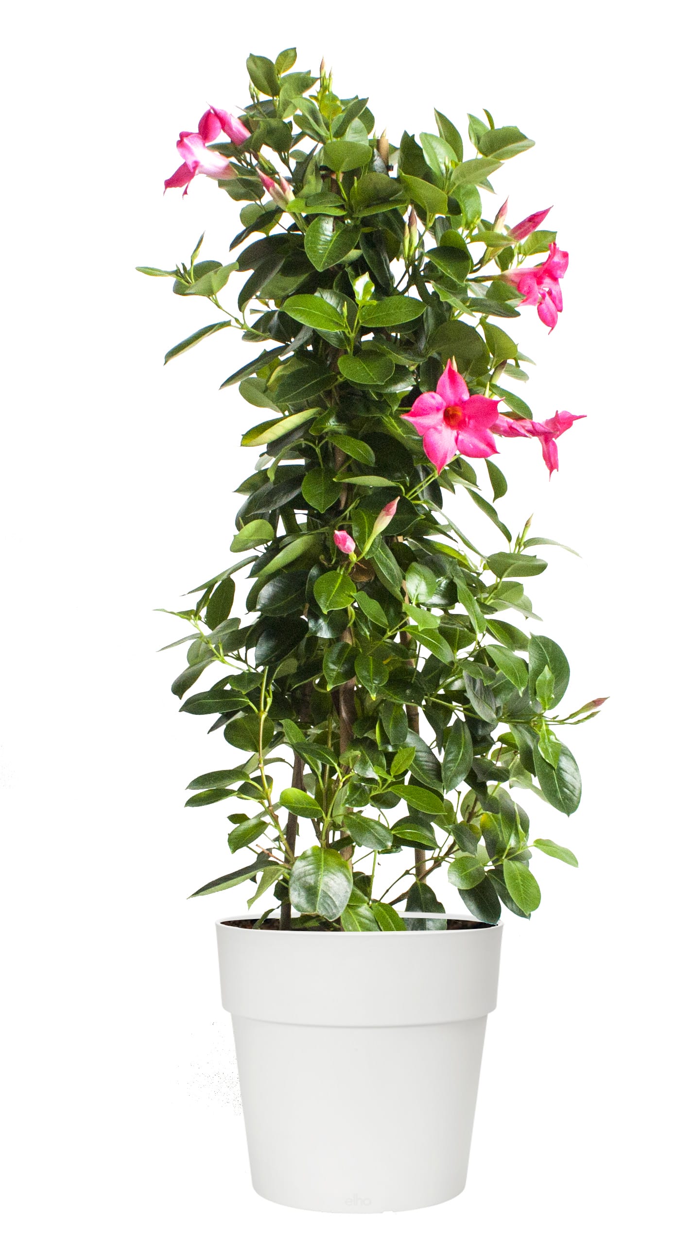 Dipladenia Sundaville – Mandevilla (Roze, piramide) in witte bloempot ↑ 85 cm ⌀ 25 cm