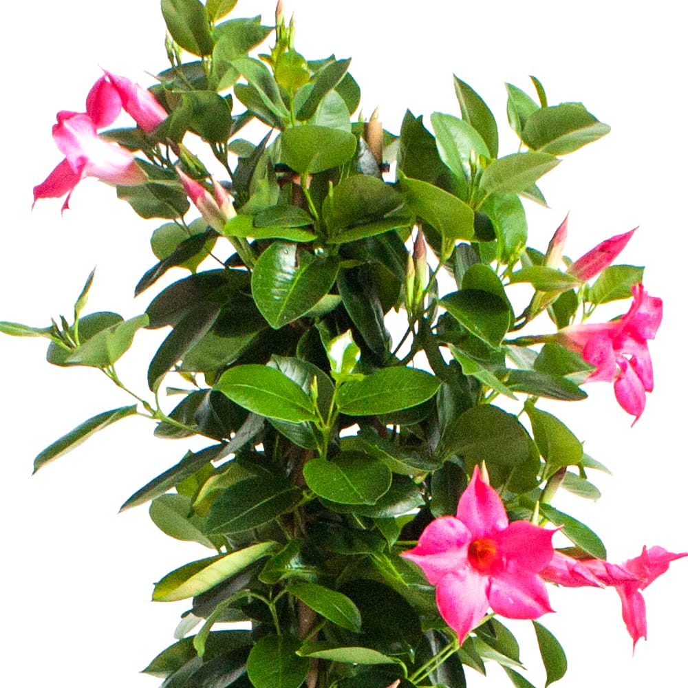 Dipladenia Sundaville – Mandevilla (Roze, piramide) in witte bloempot ↑ 85 cm ⌀ 25 cm - Afbeelding 3