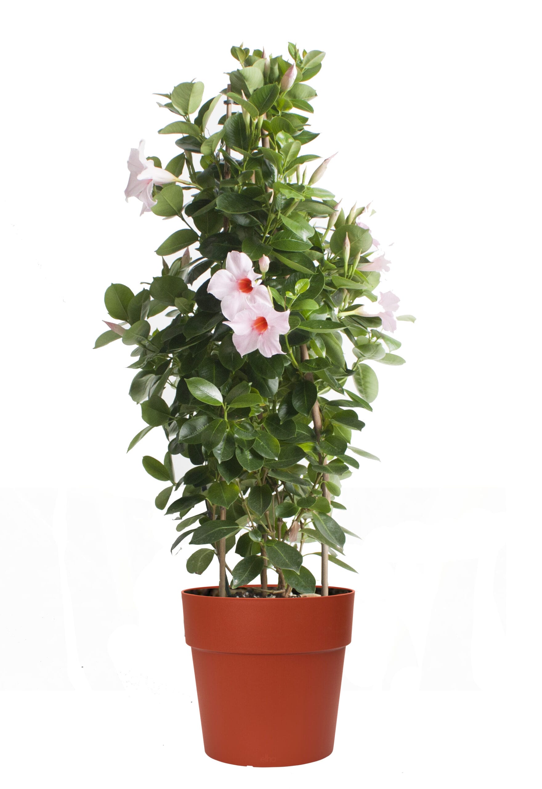Dipladenia Sundaville – Mandevilla (Lichtroze, piramide) in brique bloempot ↑ 85 cm ⌀ 25 cm