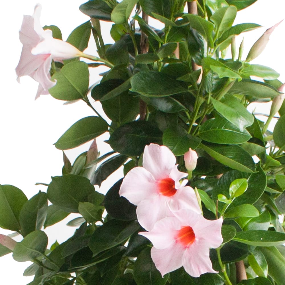 Dipladenia Sundaville – Mandevilla (Lichtroze, piramide) in brique bloempot ↑ 85 cm ⌀ 25 cm - Afbeelding 3