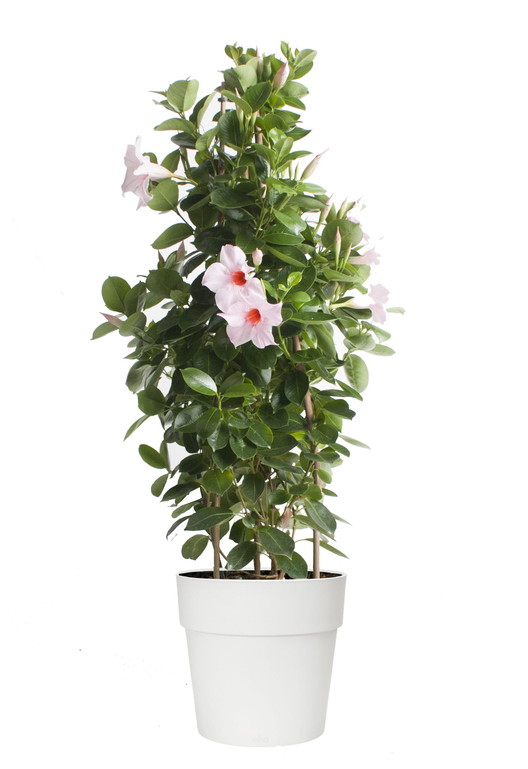 Dipladenia Sundaville – Mandevilla (Lichtroze, piramide) in witte bloempot ↑ 85 cm ⌀ 25 cm