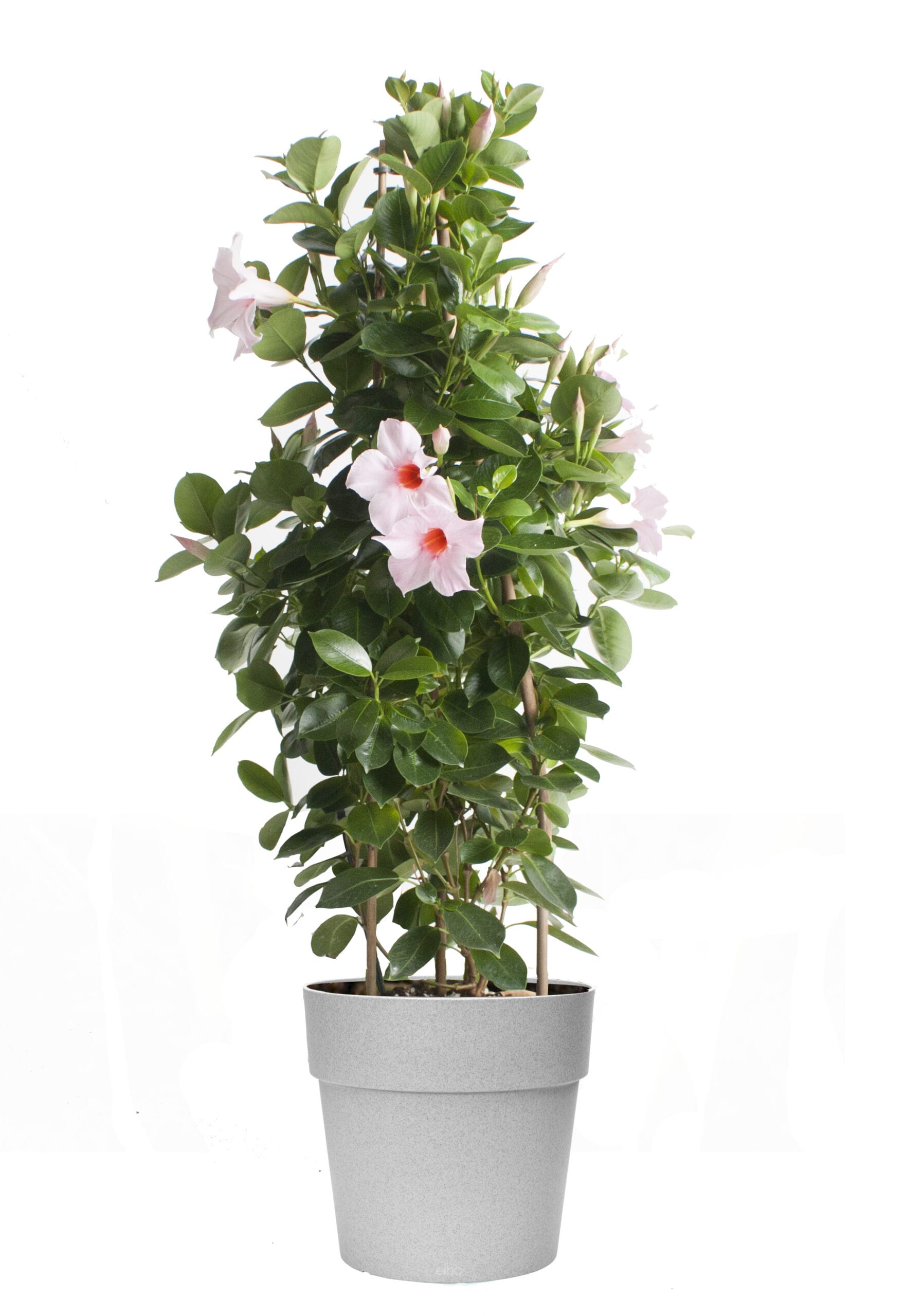 Dipladenia Sundaville – Mandevilla (Lichtroze, piramide) in grijze bloempot ↑ 85 cm ⌀ 25 cm